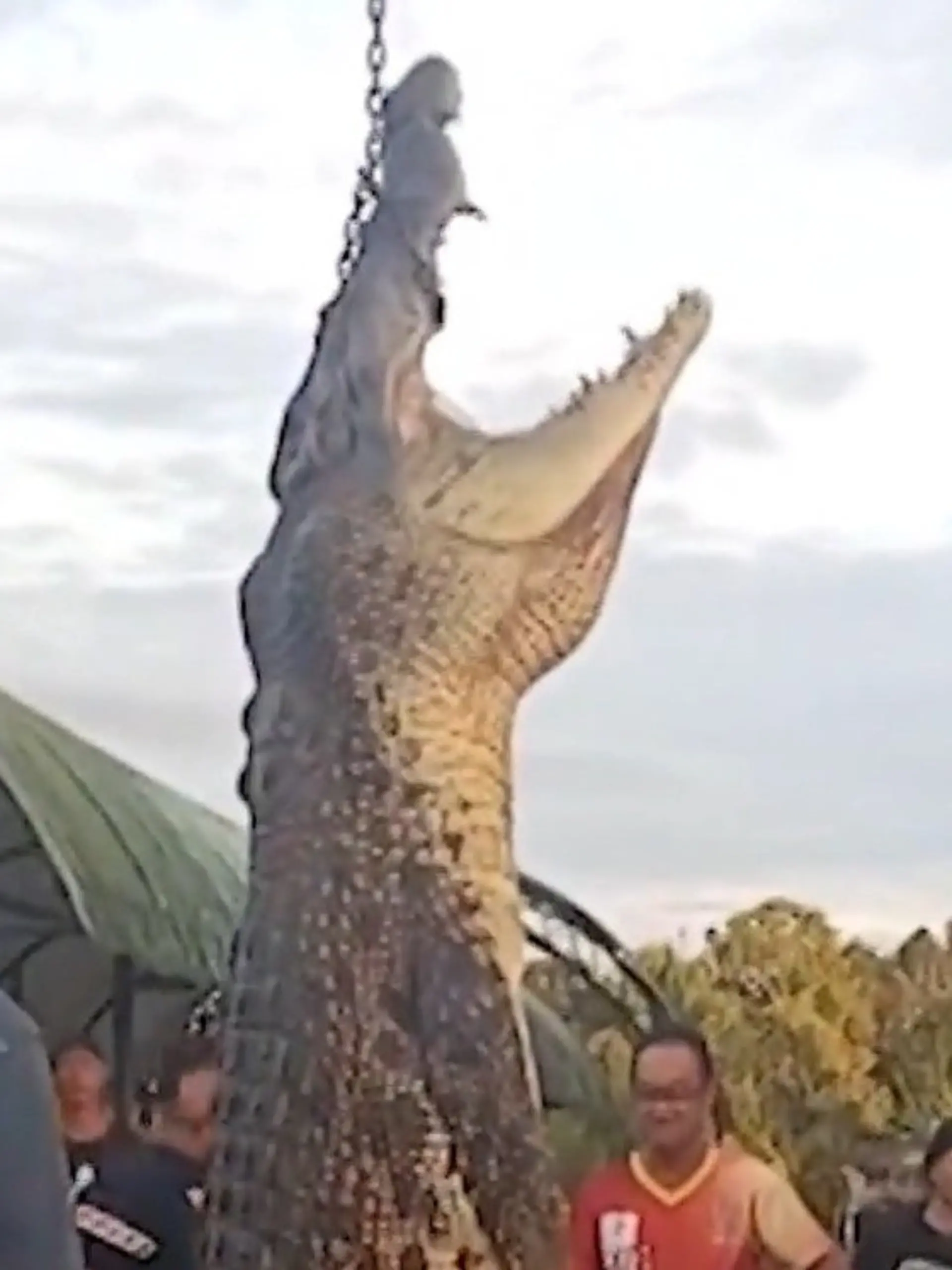 Bild zu: "Menschenfressendes XXL-Krokodil gefangen – nach dreitägiger Jagd!"