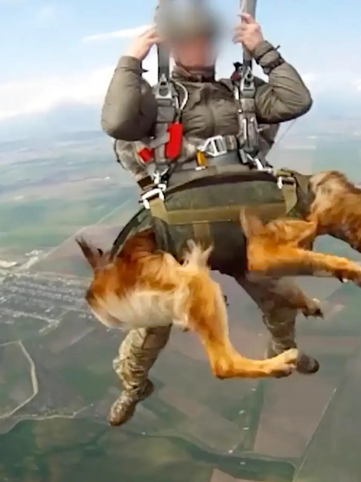 Russisches Militär testet Hunde als Fallschirmspringer. Quelle: Will Stewart / East2West Media News
