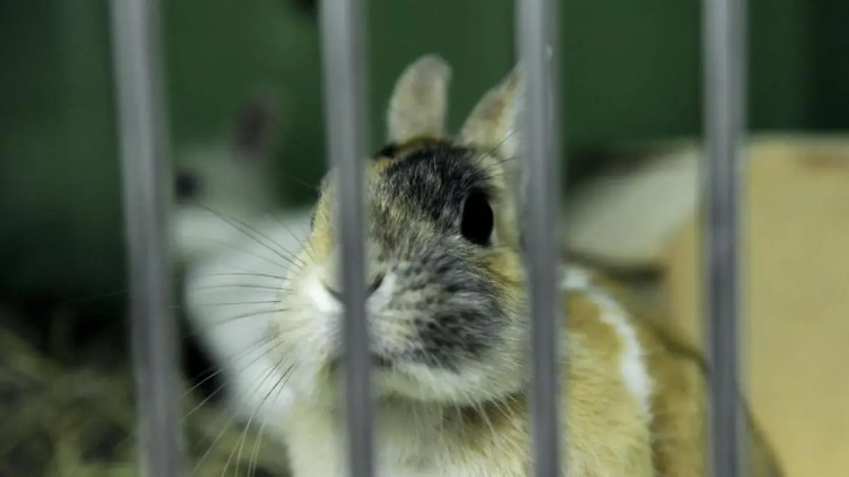 Ein Kaninchen sitzt in einem Tierheim in einem Käfig