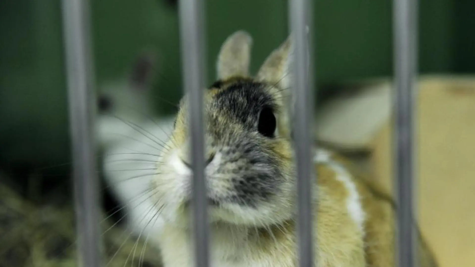 Ein Kaninchen sitzt in einem Tierheim in einem Käfig