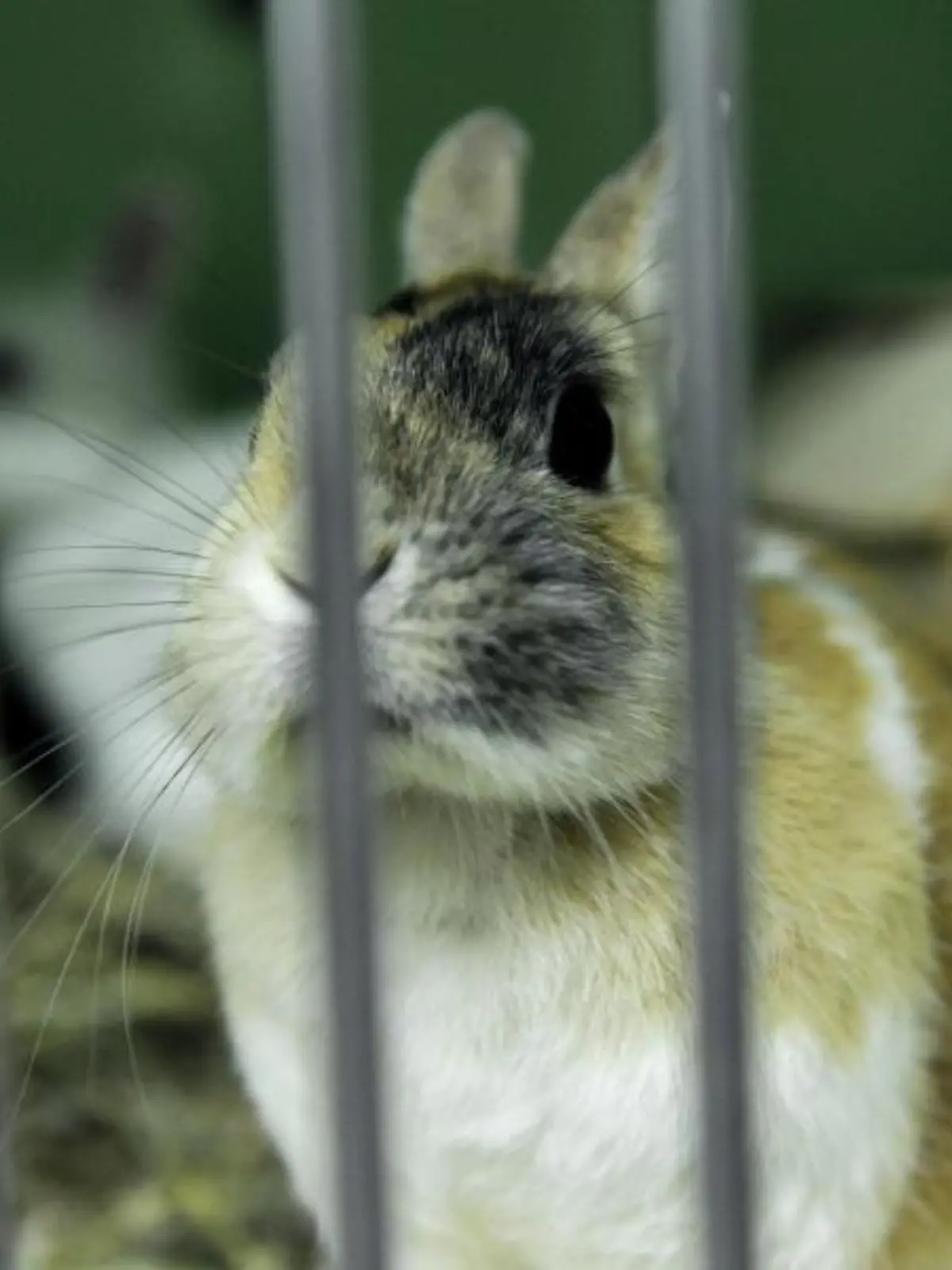 Ein Kaninchen sitzt in einem Tierheim in einem Käfig