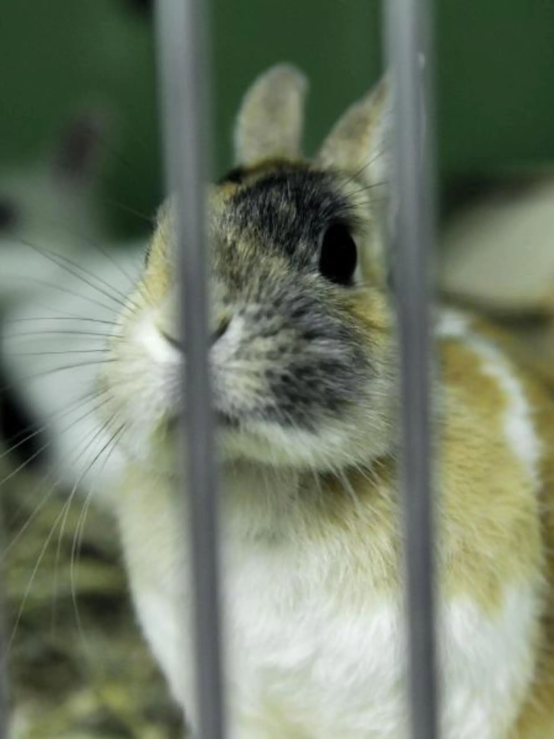 Ein Kaninchen sitzt in einem Tierheim in einem Käfig