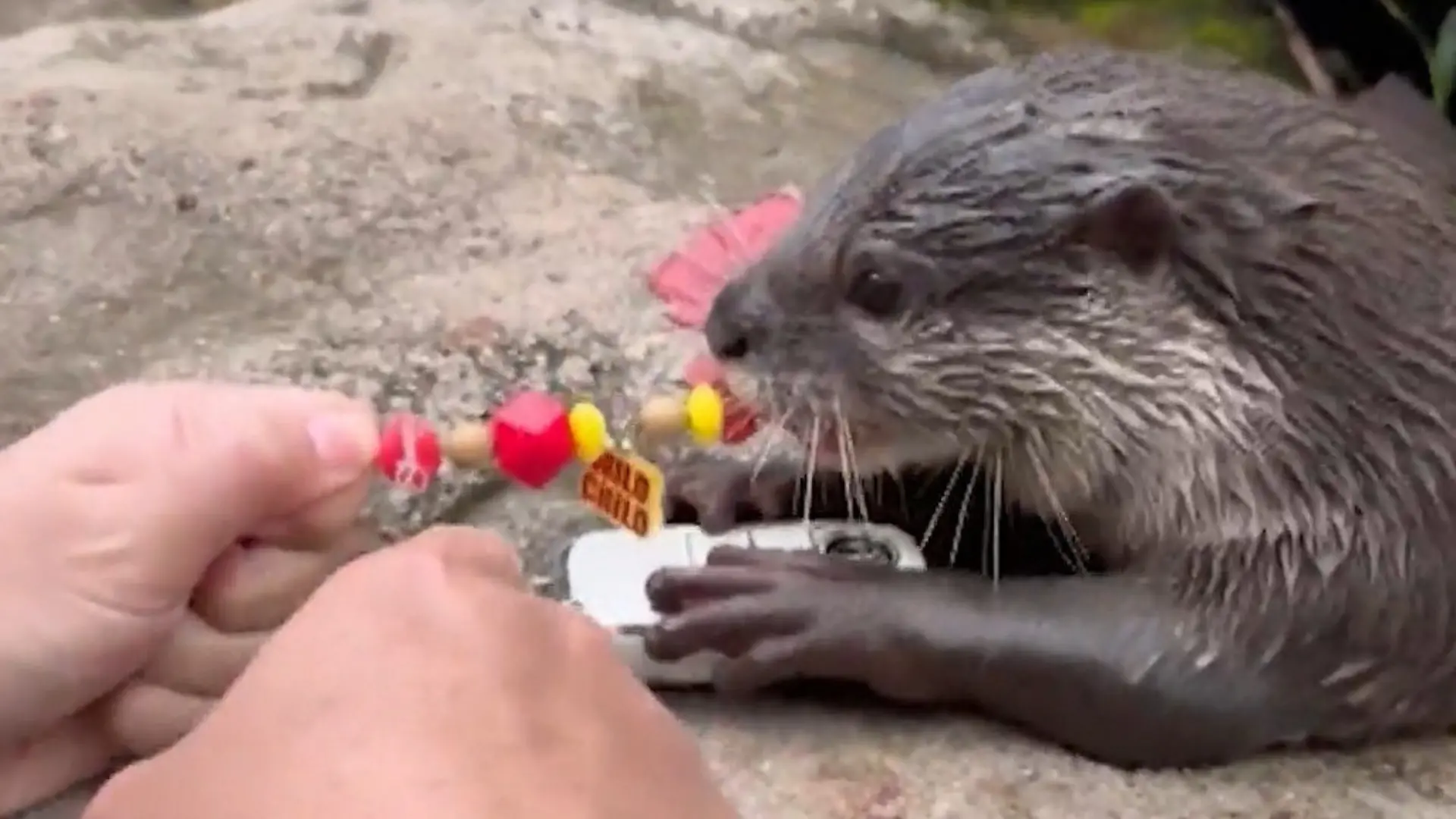 Zoff um Schlüssel! Otter beklaut Touri-Pärchen – dann beißt er zu Ganz schön dreist