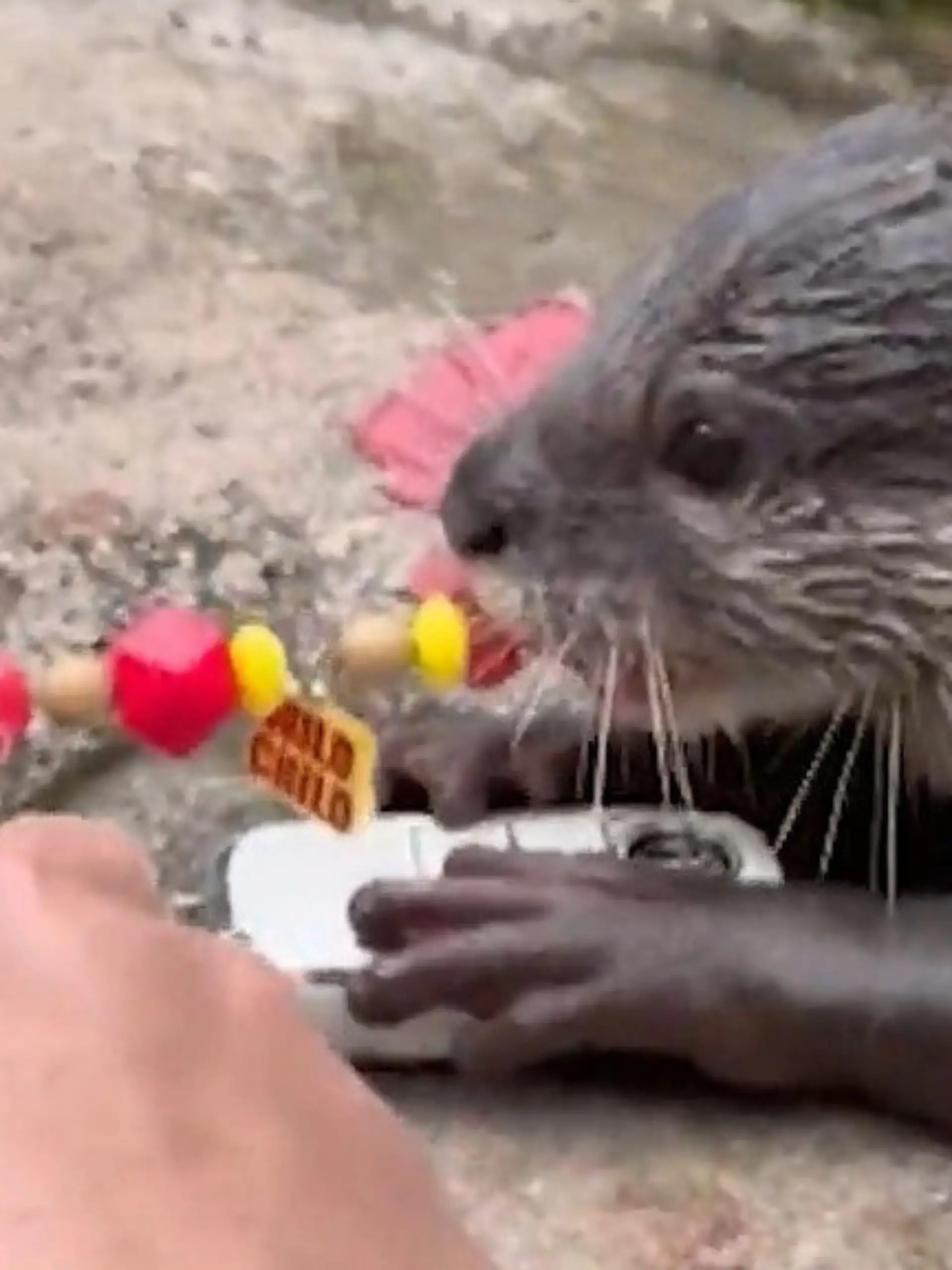 Bild zu: "Zoff um Schlüssel! Otter beklaut Touri-Pärchen – dann beißt er zu"