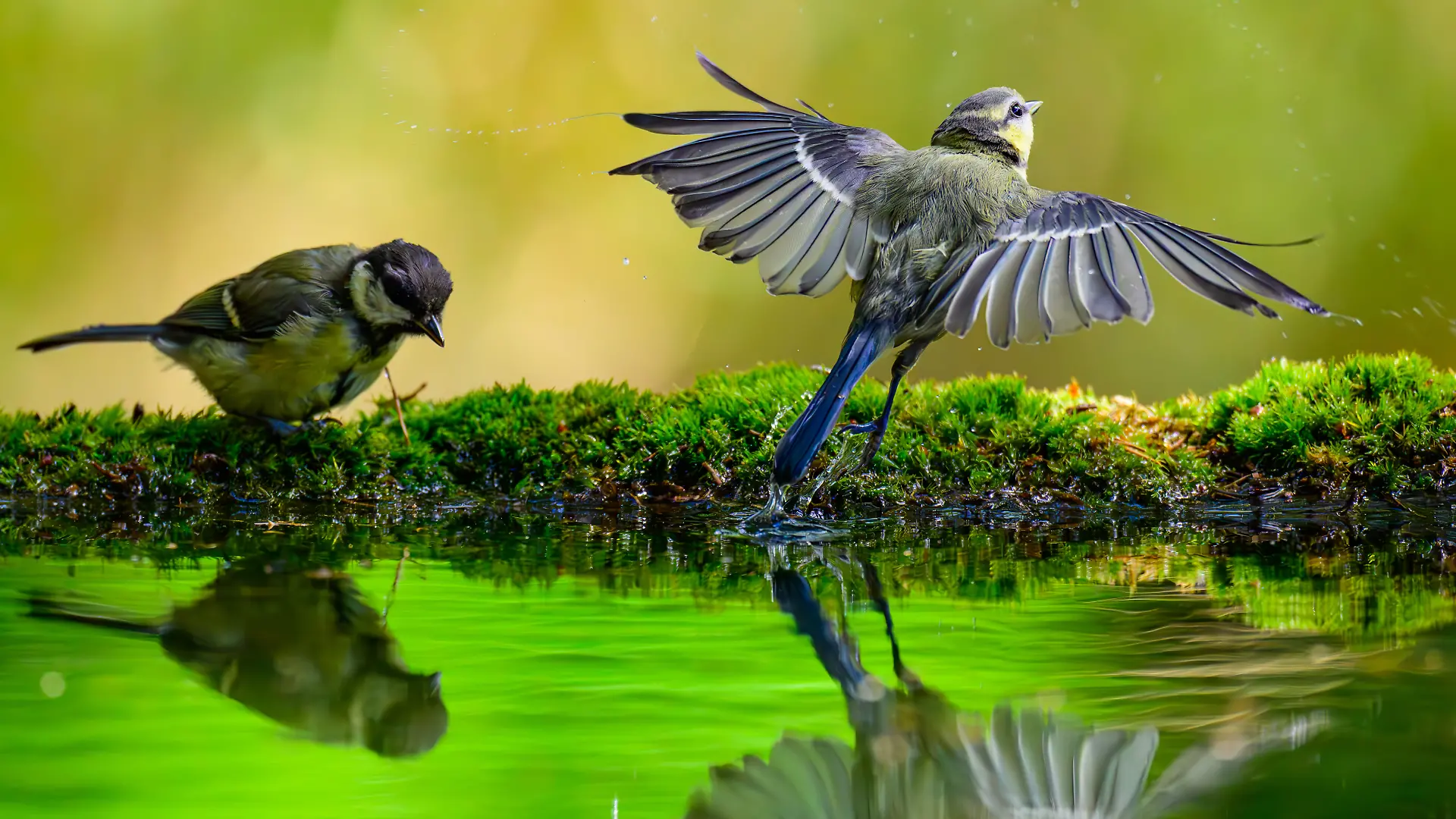 Unsere Vögel – Aus dem Leben