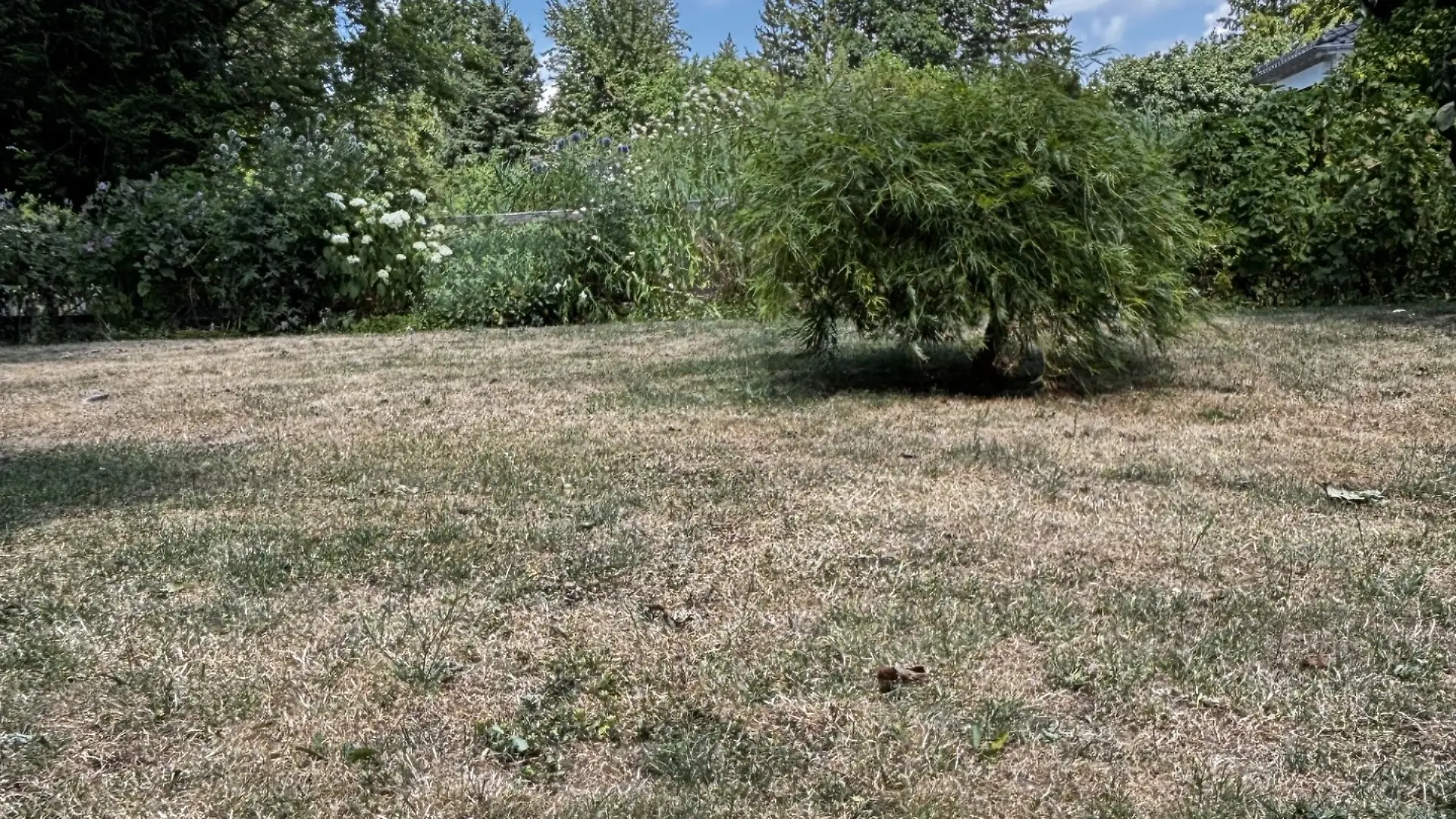Viele Gartenbesitzer fragen sich derzeit verzweifelt: War’s das jetzt für meinen Rasen?