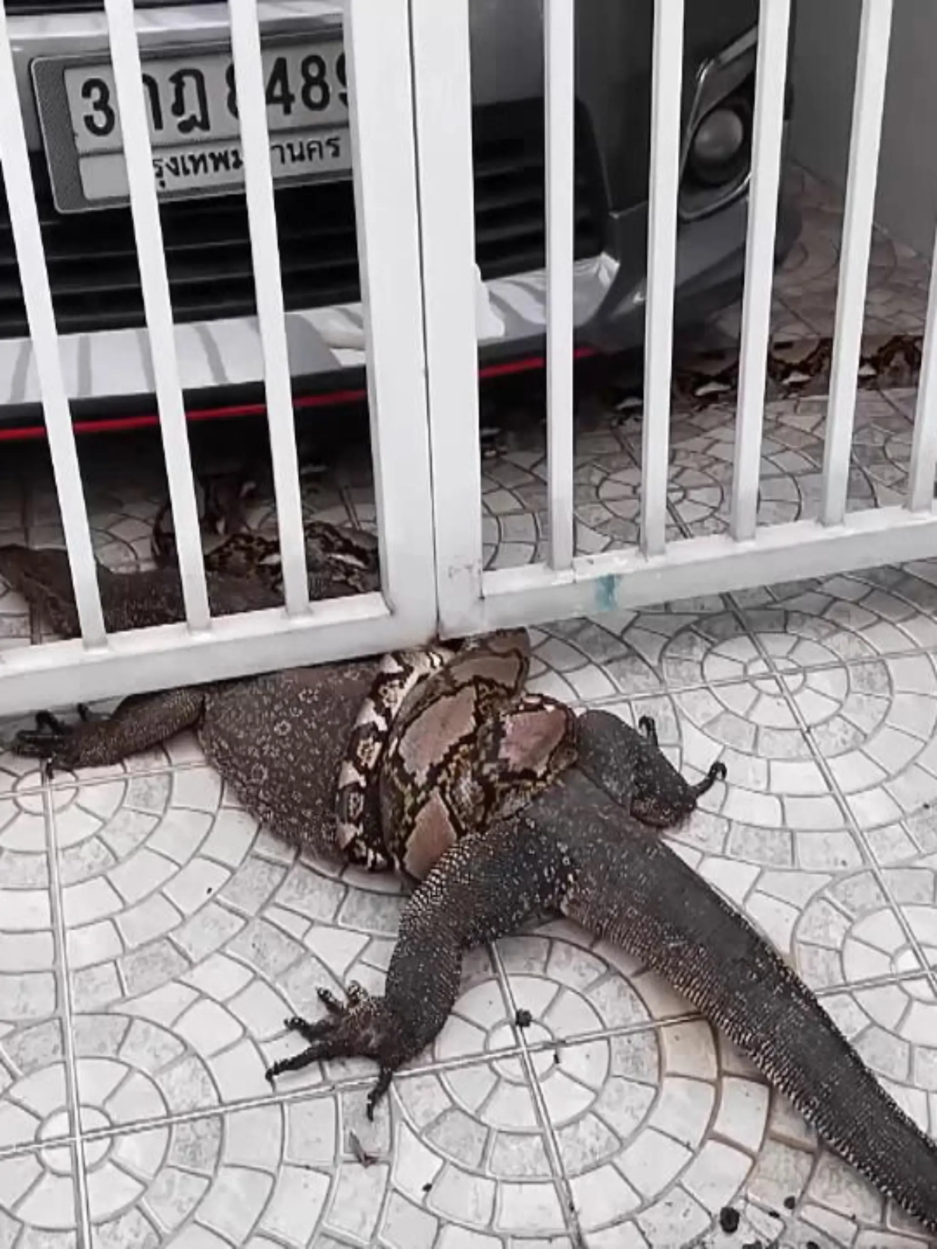 Ist das hier etwa ein neuer Teil von Jurassic Park? Nein, das was Sie hier sehen, ist wirklich so in Bangkok in Thailand passiert. Ein Waran und eine Python lieferten sich einen erbitterten Kampf, als sie an einem Wohnhaus landeten – und die Schlacht zum Erliegen kam.