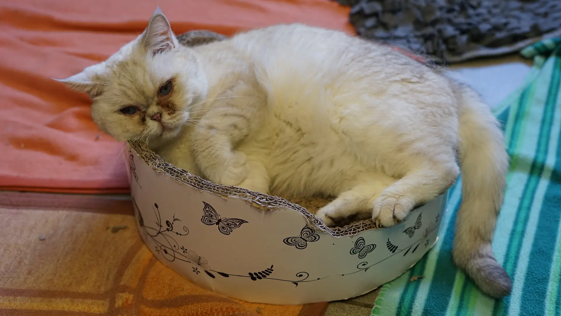 Kater Konny war mit 60 weiteren Katzen in Hamburger Wohnung eingesperrt