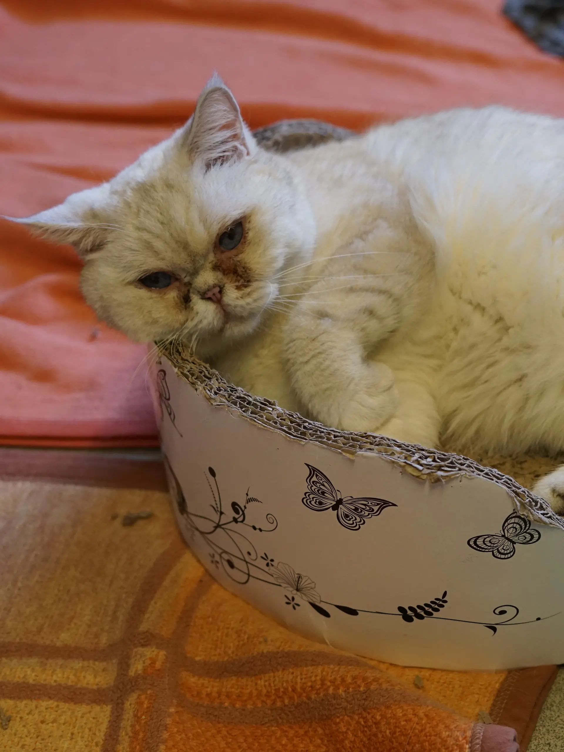 Bild zu: "Konny war jahrelang mit 59 weiteren Katzen eingesperrt"