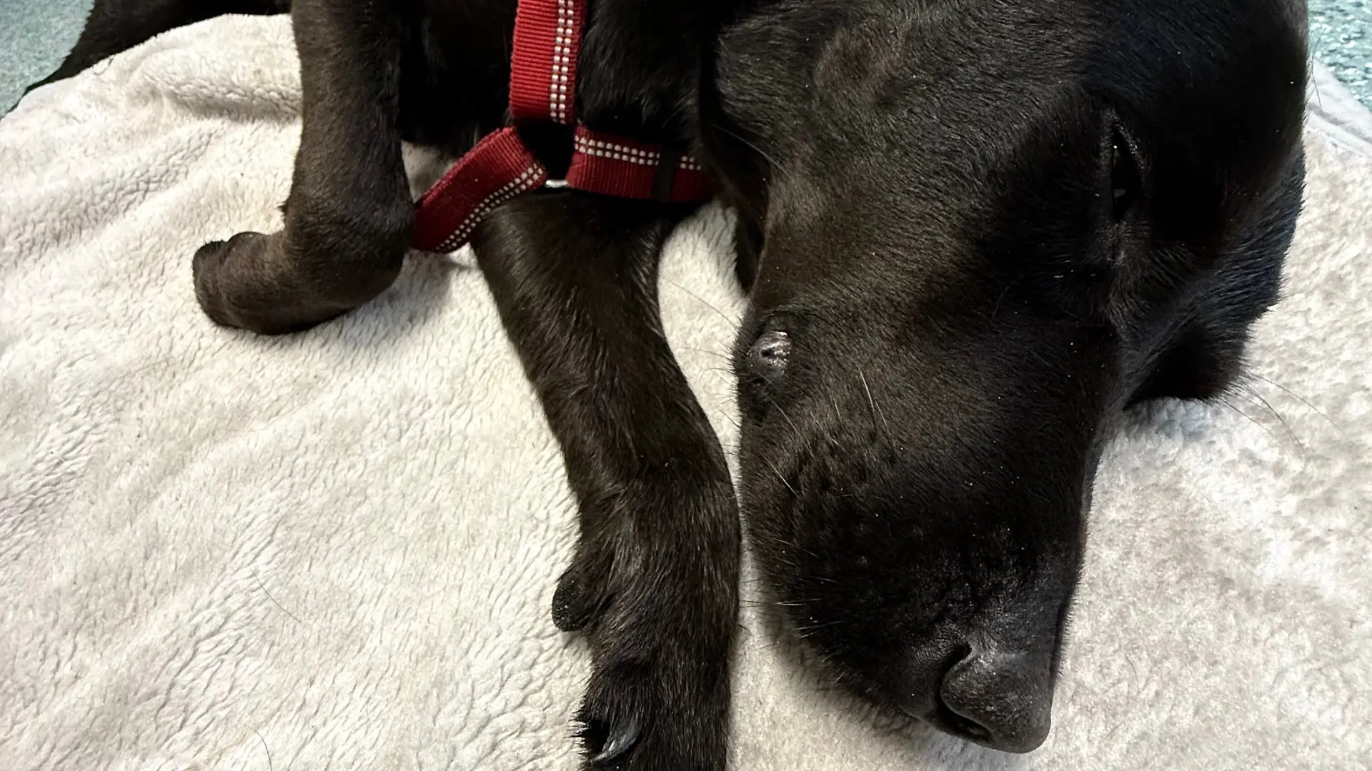 Labradorhündin Tokyo liegt auf einer Decke und schläft
