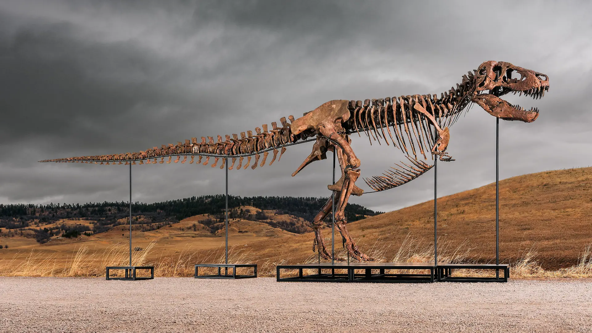 Dieses undatierte von Sotheby’s zur Verfügung gestellte Foto zeigt «Gus», eines der größten und am besten erhaltene T-Rex-Skelett, das jemals entdeckt wurde. (zu dpa: «Rekord: T-Rex-Skelett für 50 Millionen Dollar versteigert») +++ dpa-Bildfunk +++