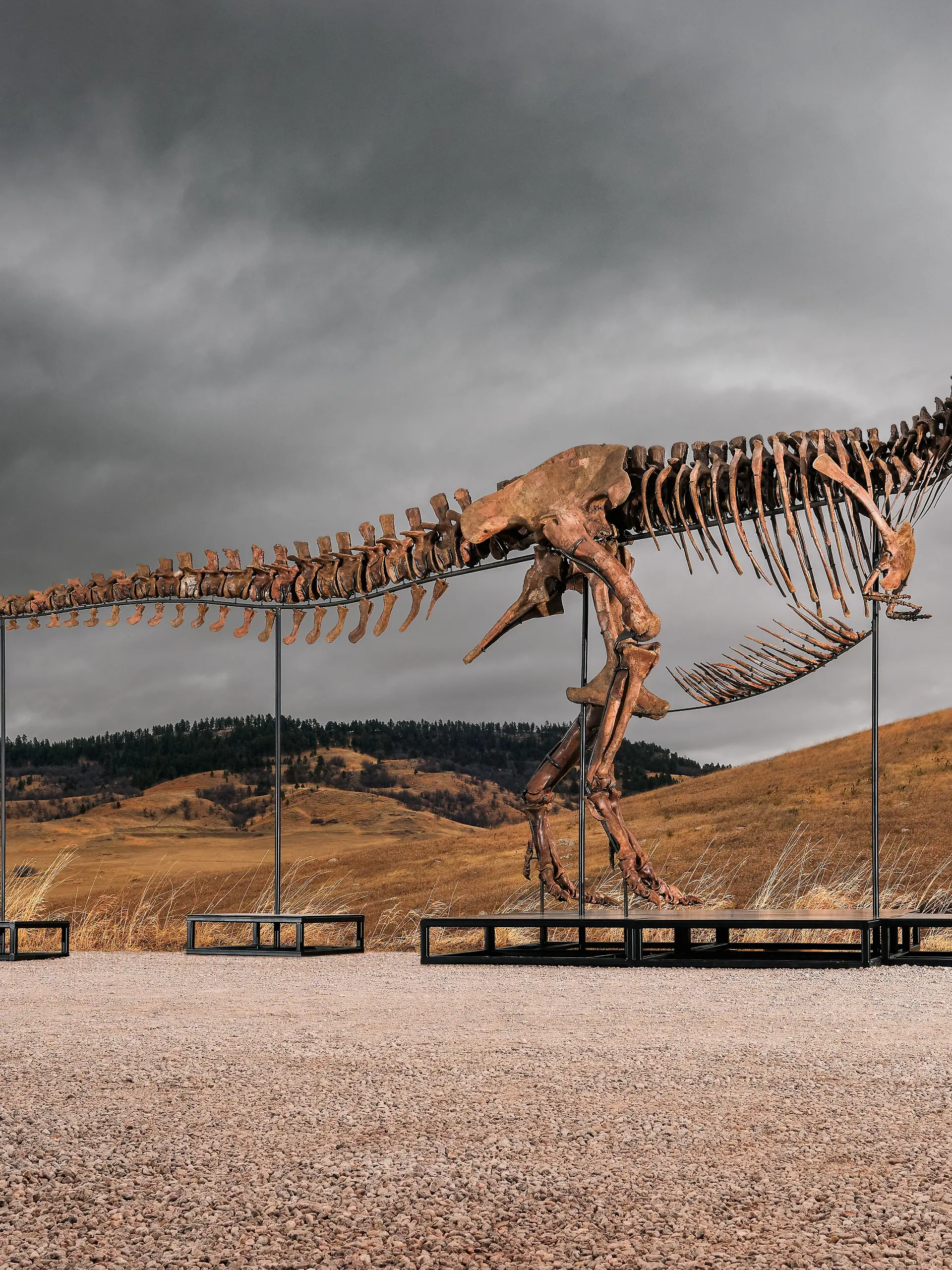Dieses undatierte von Sotheby’s zur Verfügung gestellte Foto zeigt «Gus», eines der größten und am besten erhaltene T-Rex-Skelett, das jemals entdeckt wurde. (zu dpa: «Rekord: T-Rex-Skelett für 50 Millionen Dollar versteigert») +++ dpa-Bildfunk +++