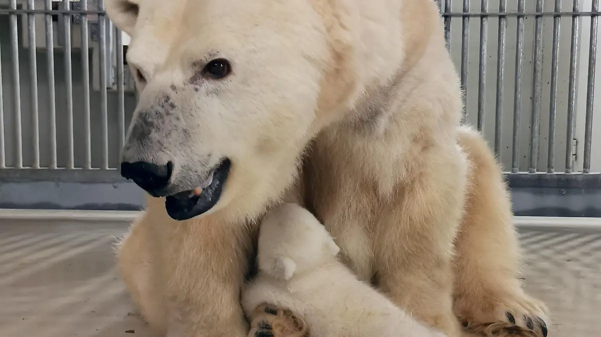 HANDOUT - 18.03.2023, Hamburg: Ein Eisbärenbaby sitzt im Tierpark Hagenbeck in der Nähe seiner Mutter Victoria. Das Jungtier war im Dezember 2022 geboren worden. Der Tierpark bezeichnete die Geburt als kleine Sensation. Das letzte im Tierpark Hagenbeck geborene Eisbärenbaby war die 21 Jahre alte Mutter selbst. Foto: -/Tierpark Hagenbeck/dpa - ACHTUNG: Nur zur redaktionellen Verwendung im Zusammenhang mit der aktuellen Berichterstattung und nur mit vollständiger Nennung des vorstehenden Credits +++ dpa-Bildfunk +++