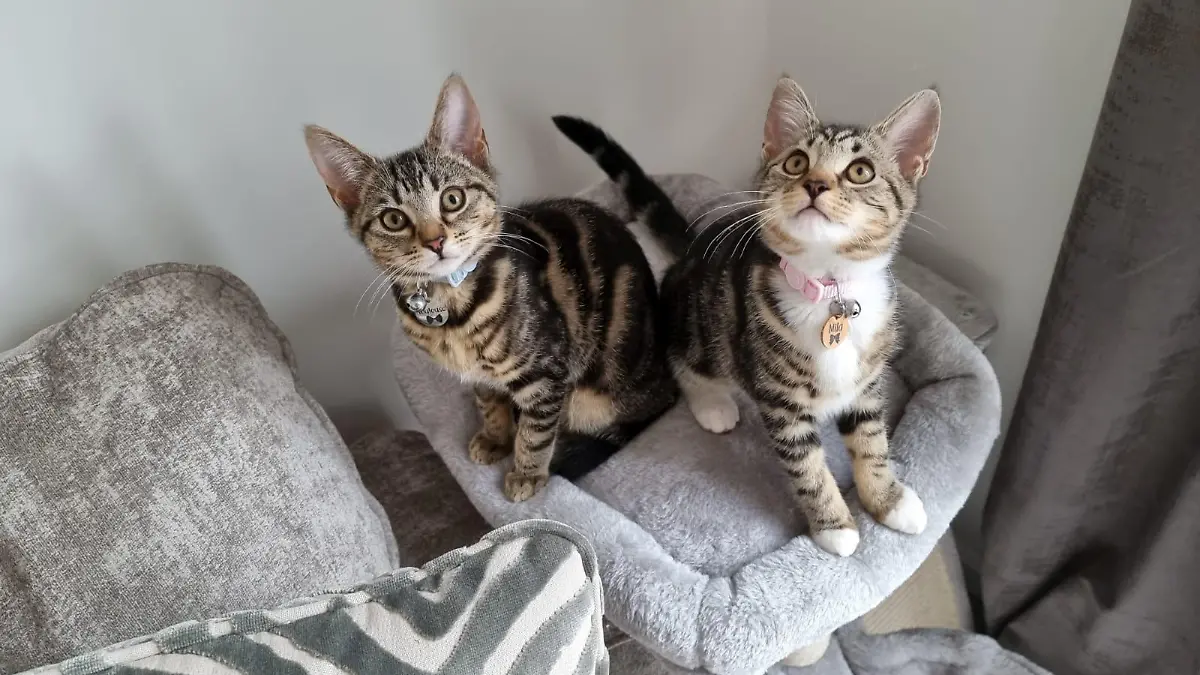 Den Katzenbabys geht es wunderbar