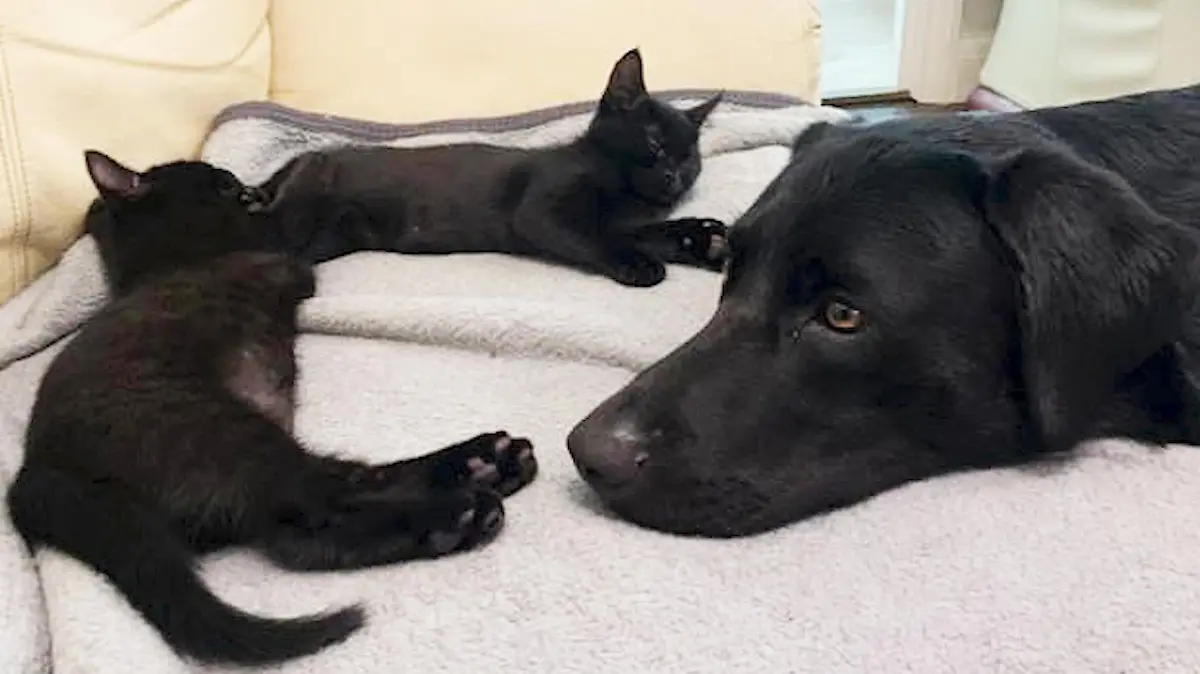 Findelhund Katze