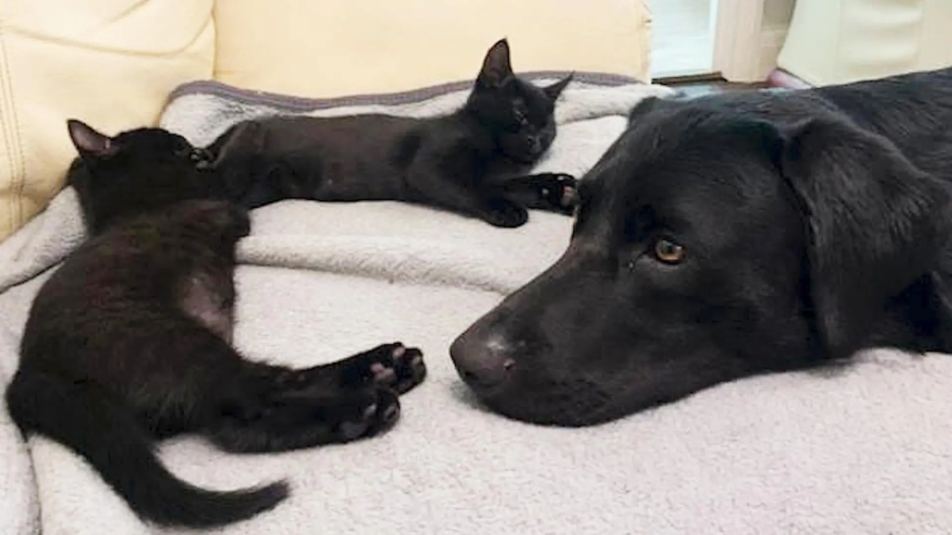 Findelhund Katze