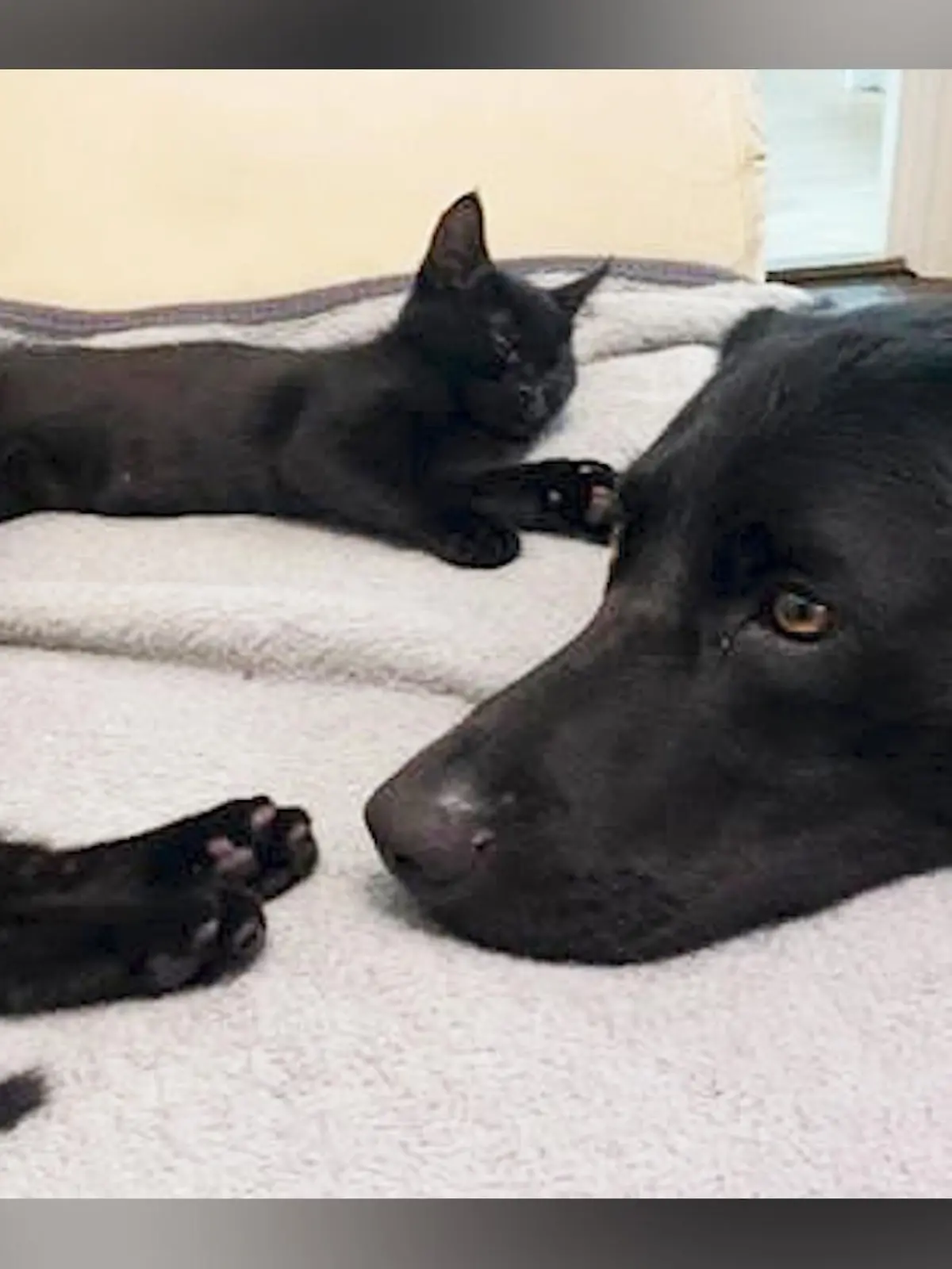 Findelhund Katze