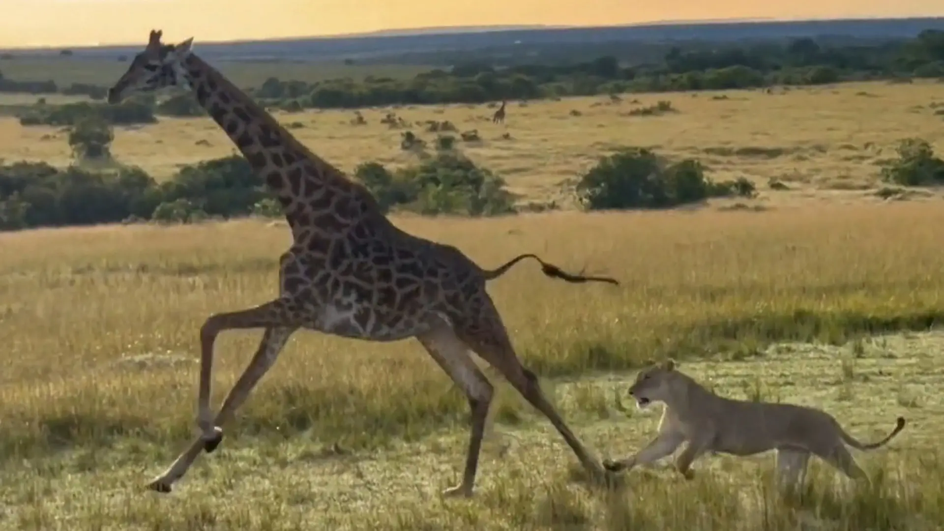 Sie rennt für zwei! Löwenrudel jagt schwangere Giraffe Ihre Herde kann nur zuschauen