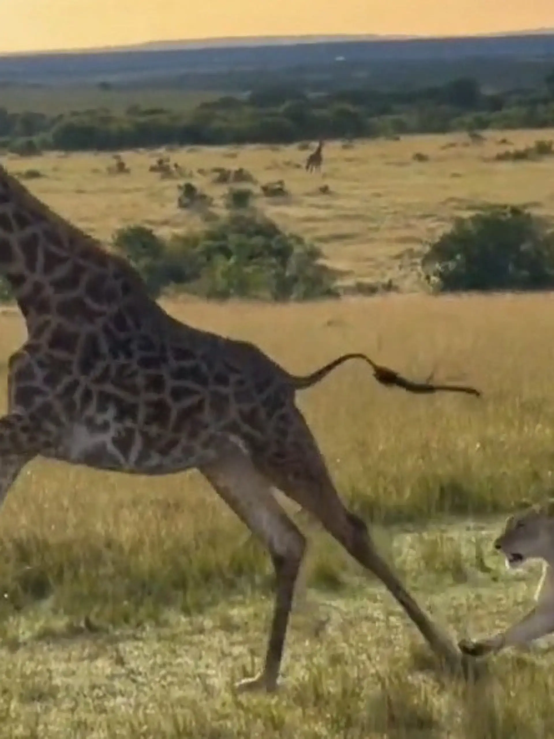 Bild zu: "Sie rennt für zwei! Löwenrudel jagt schwangere Giraffe"