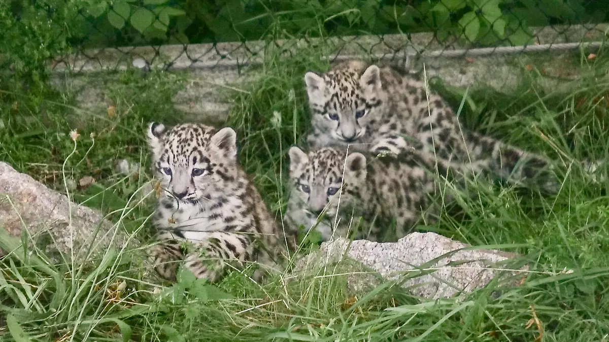 Schneeleoparden-Babys