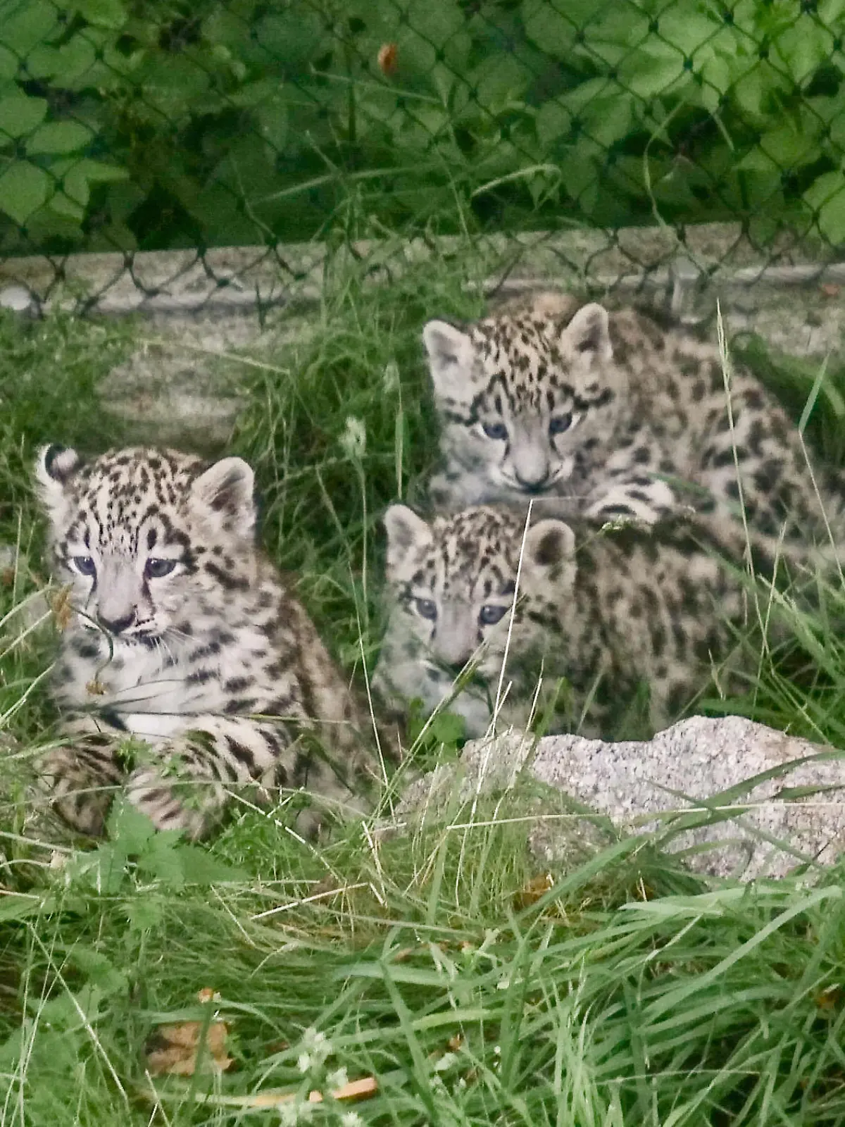 Schneeleoparden-Babys