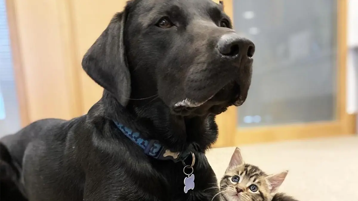 Findelhund Katze