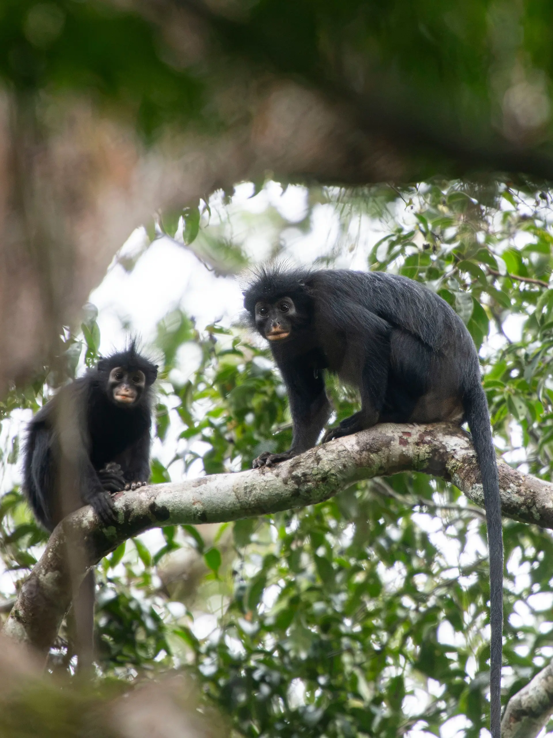 ACHTUNG: SPERRFRIST 15. JULI 20:00 UHR. ACHTUNG SPERRFRIST 15. JULI 20 UHR - - HANDOUT - 14.07.2026, Demokratische Republik Kongo, Lomami-Nationalpark: Der Colobus congoensis ist eine neu entdeckte Affenart im Kongobecken. Er unterscheidet sich deutlich von anderen Arten dieser sogenannten Stummelaffen. Wegen der Bedrohung seines Lebensraums wollen Wissenschaftler ihn als stark gefährdete Art einstufen lassen. Foto: Daniel Rosengren/dpa - ACHTUNG: Nur zur redaktionellen Verwendung im Zusammenhang mit dem genannten Text und nur bei vollständiger Nennung des vorstehenden Credits +++ dpa-Bildfunk +++
