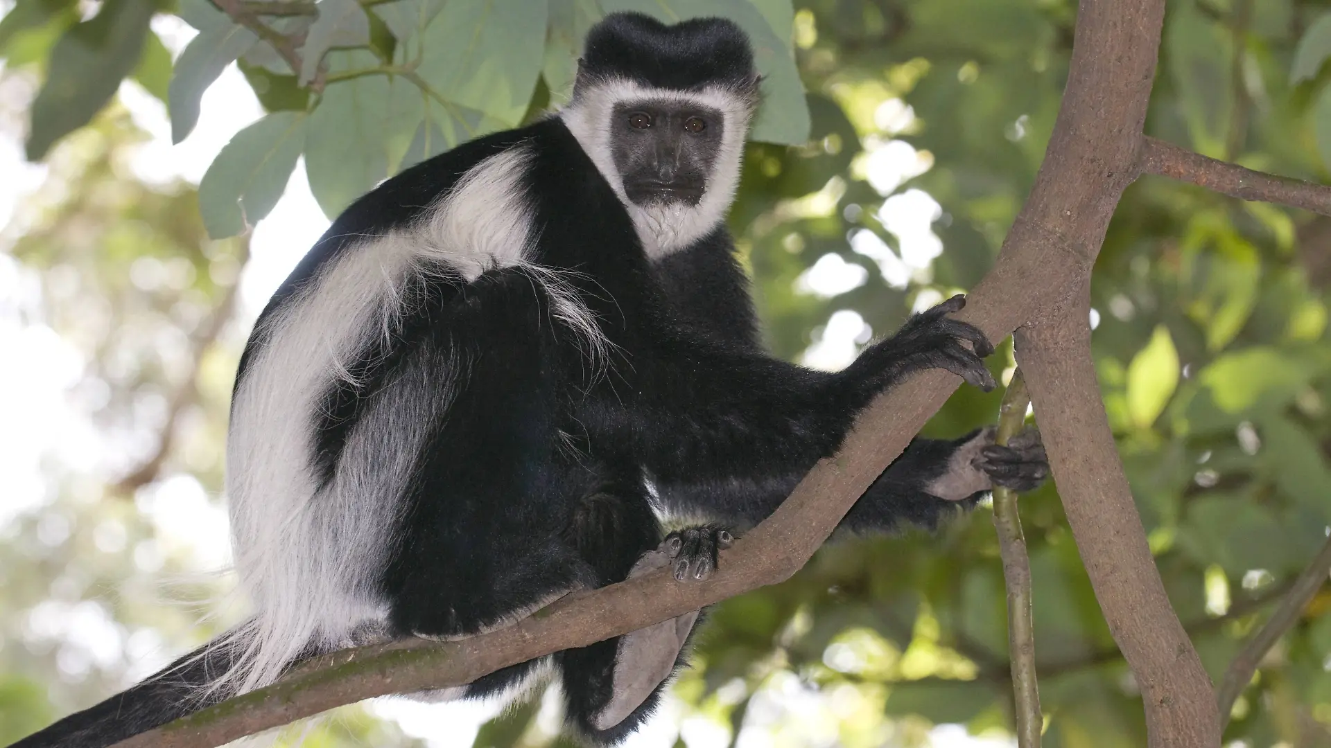 Black and white colobus monkey (Colobus satanas), Ethiopia, Africa