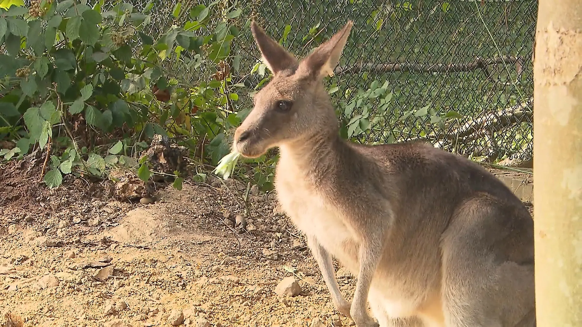 Känguru-Gehege im Krefelder Zoo Neues Zuhause für Beuteltiere