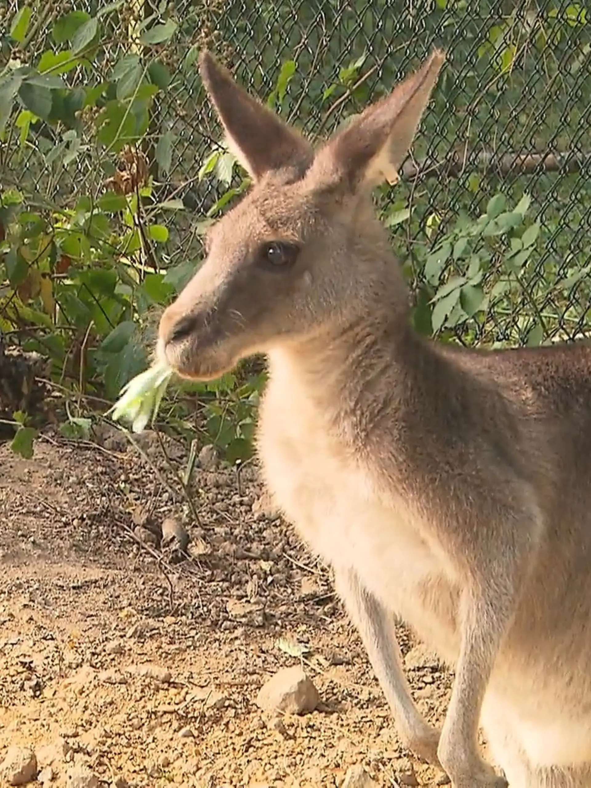 Bild zu: "Känguru-Gehege im Krefelder Zoo"