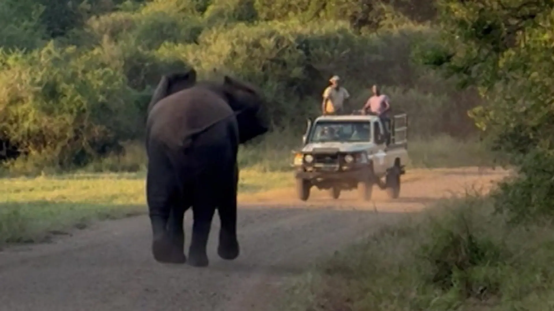 Elefant in Rage! Safari-Touristen ergreifen die Flucht Attacke aus dem Busch
