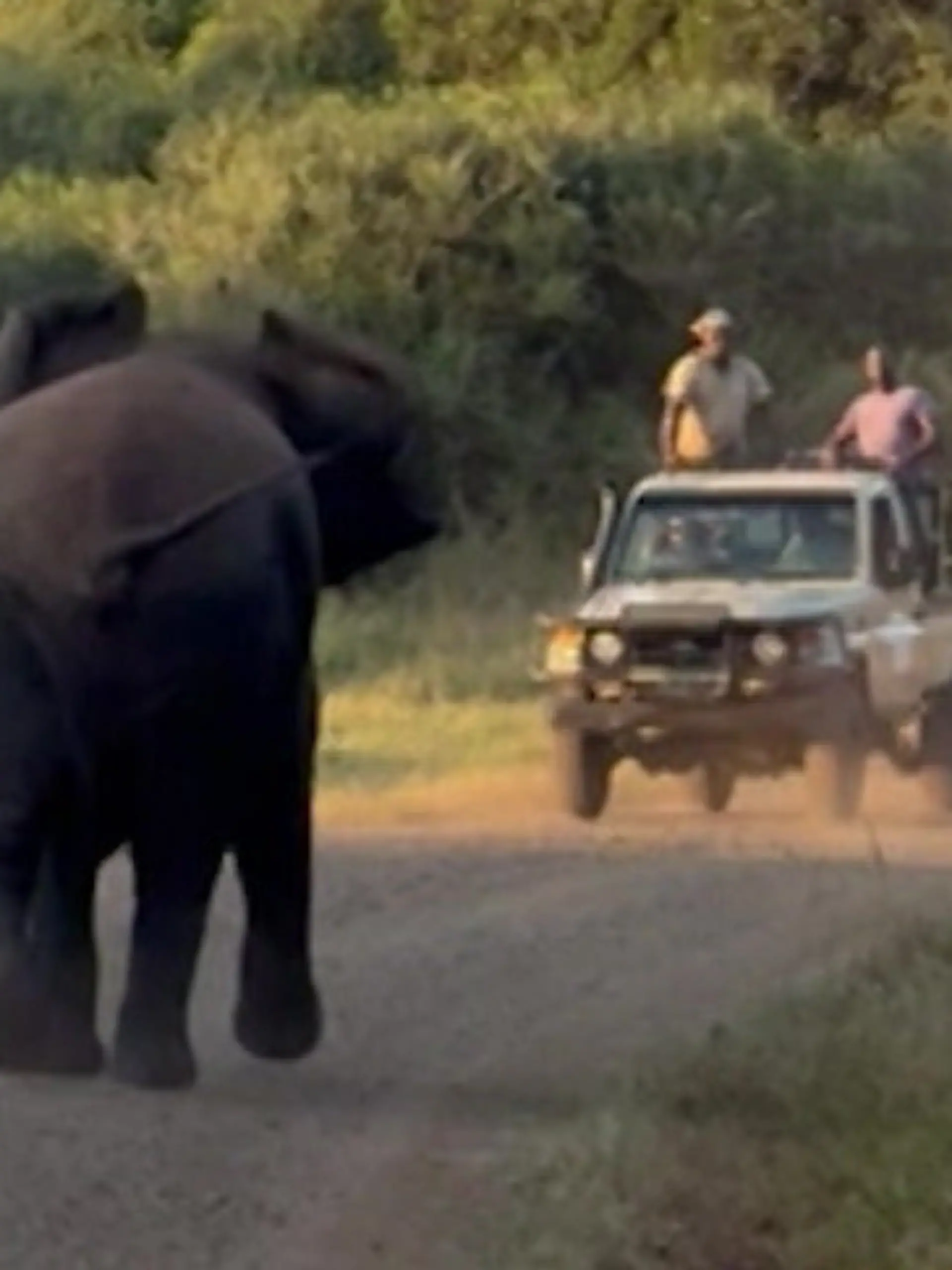 Bild zu: "Elefant in Rage! Safari-Touristen ergreifen die Flucht"