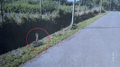 Bild von Fake Foto von KI Schlange löst Großeinsatz der Feuerwehr aus