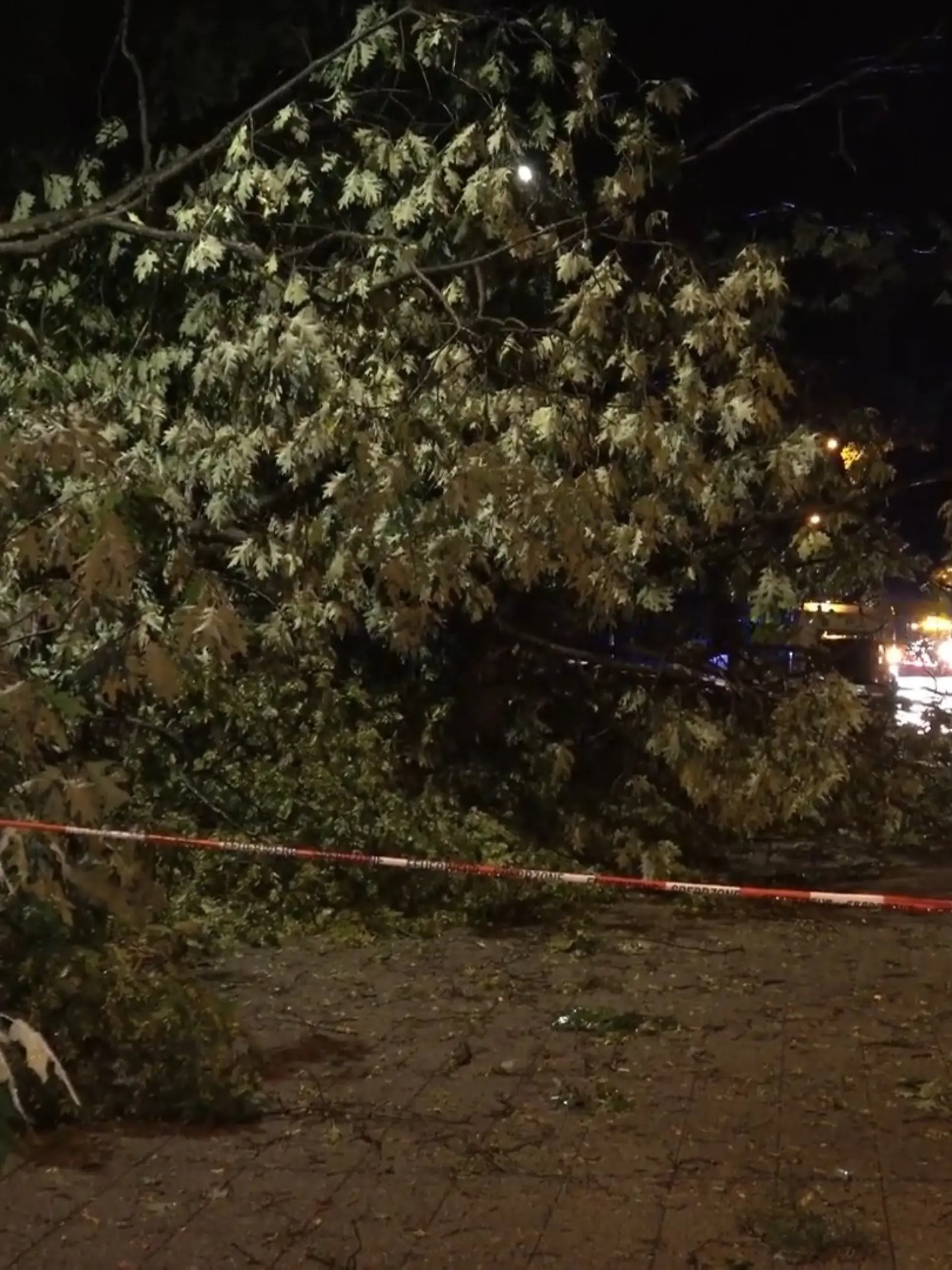 Bild zu: "Umgestürzter Baum erschlägt Radfahrer"