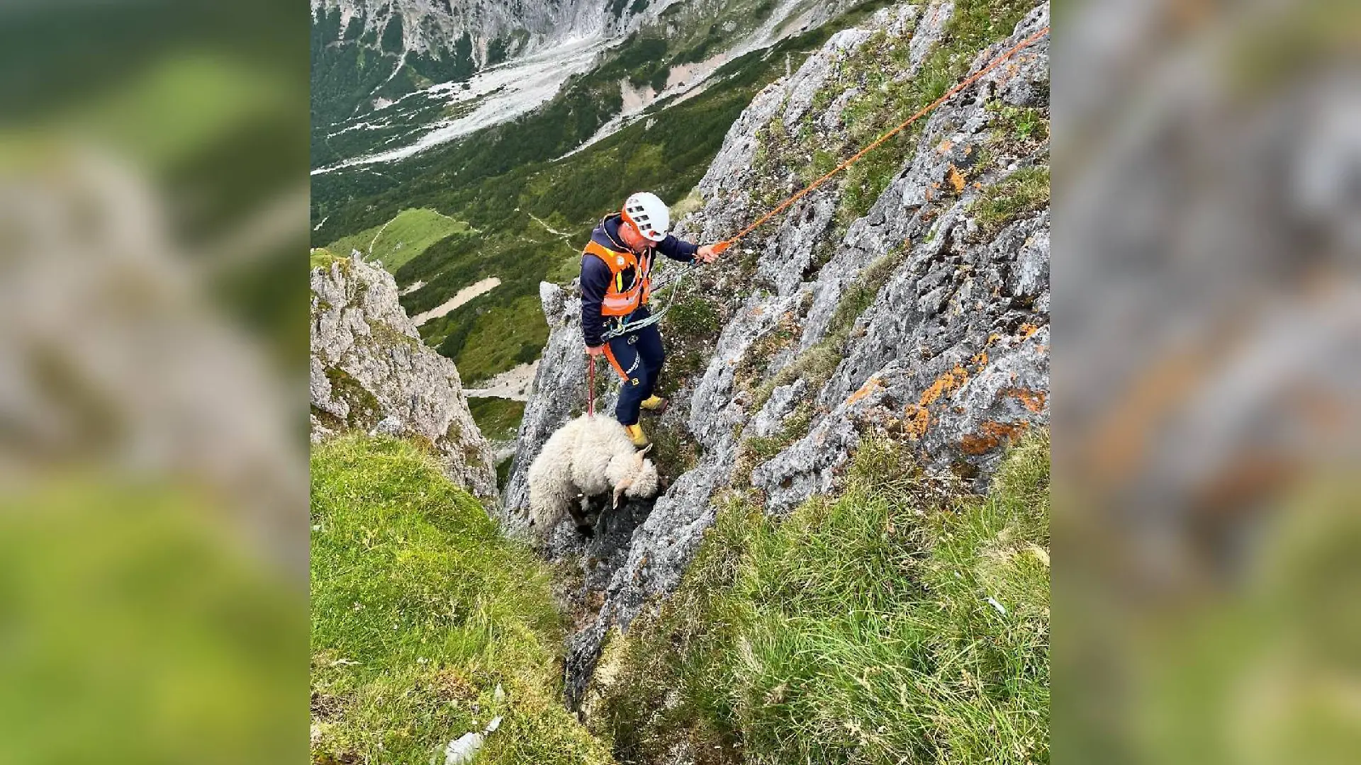 Ein Schaf wollte wohl den Gipfel der Taghaube im Hochkönigmassiv stürmen.