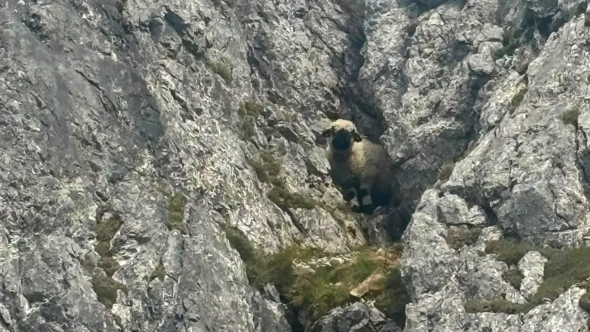 Ein Schaf steckte im Hochkönigmassiv in einem Kaminschacht fest.