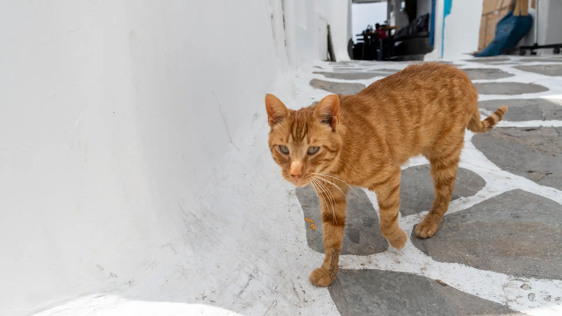 Ein Bild, das wohl viele kennen: Eine streunende Katze erobert im Urlaub unser Herz