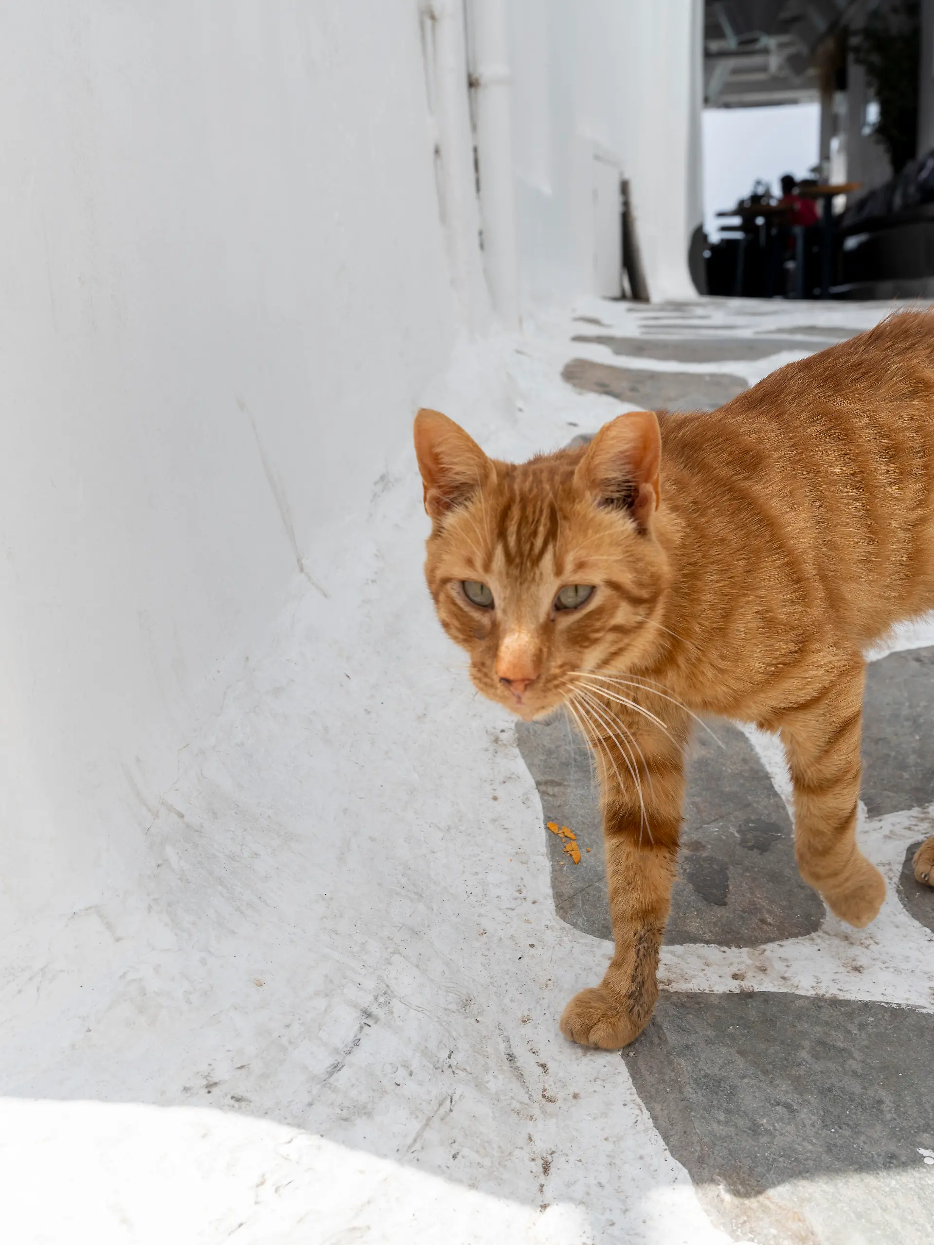 Ein Bild, das wohl viele kennen: Eine streunende Katze erobert im Urlaub unser Herz