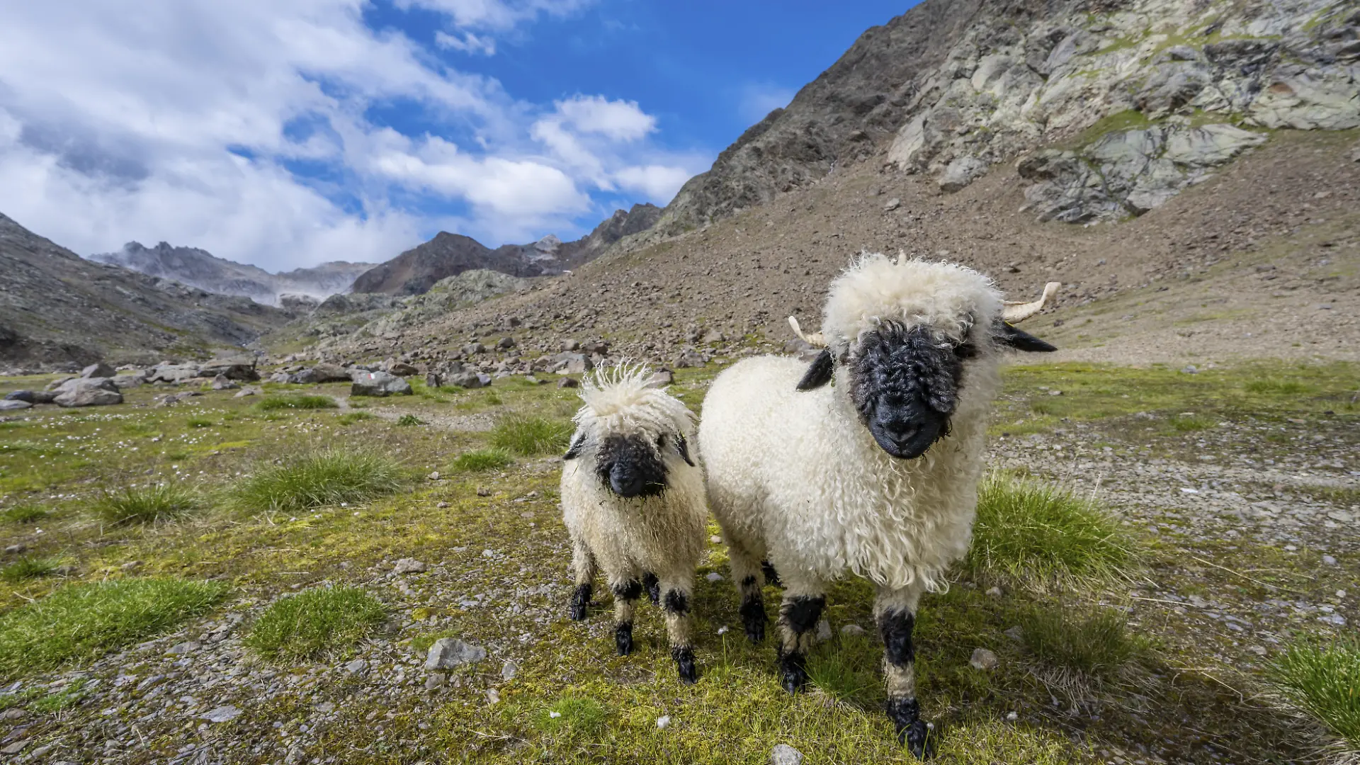 Zwei Walliser Schwarznasenschafe (Ovis gmelini aries), hochalpines Bergtal, Obere Senner Egete, Stubaier Alpen, bei Ridnaun, Südtriol, Italien, Europa