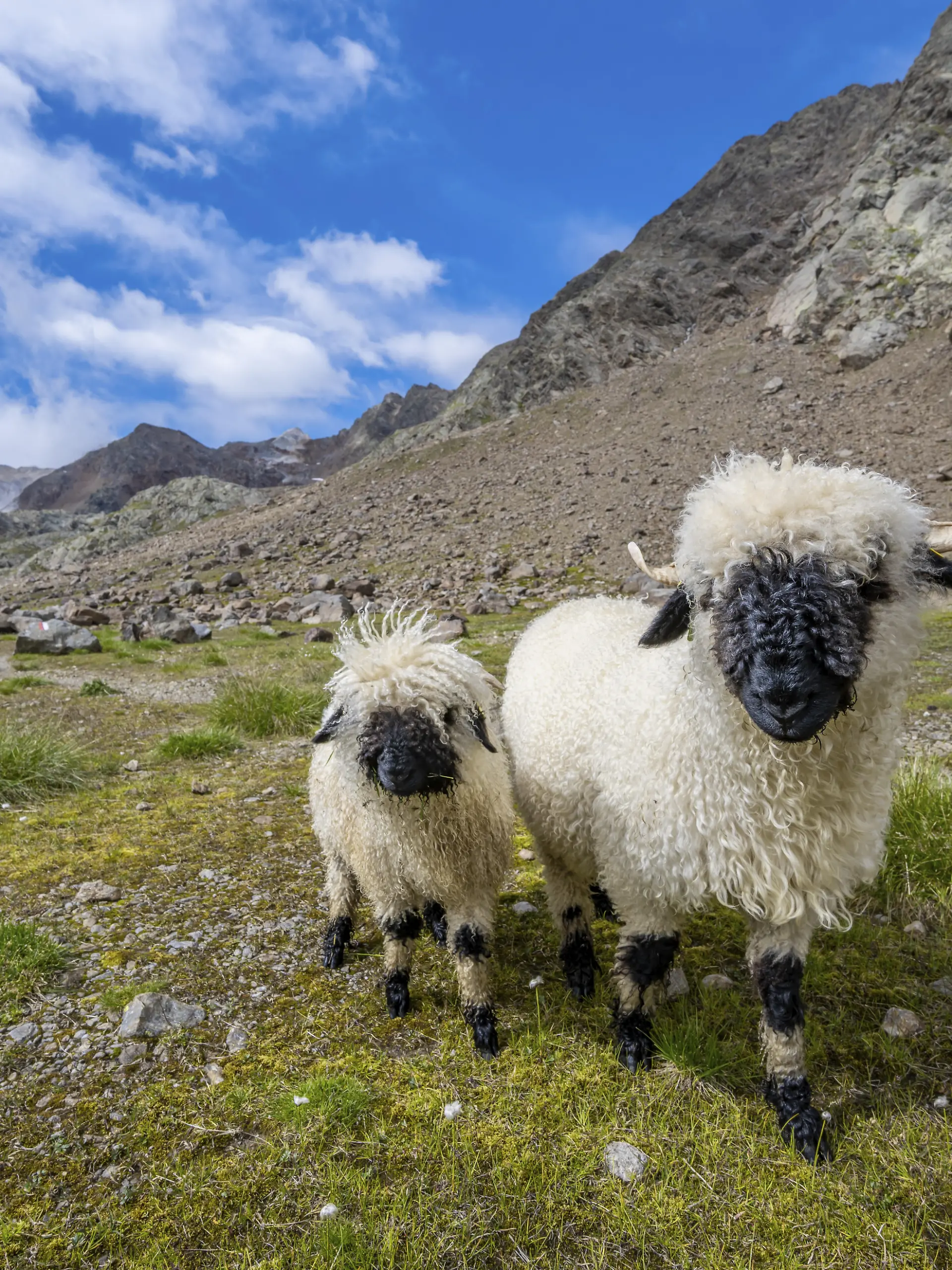 Zwei Walliser Schwarznasenschafe (Ovis gmelini aries), hochalpines Bergtal, Obere Senner Egete, Stubaier Alpen, bei Ridnaun, Südtriol, Italien, Europa