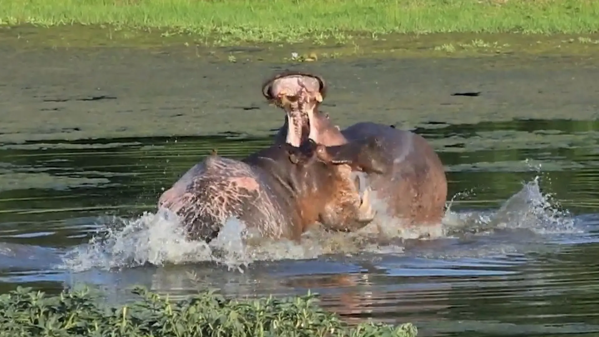 Schwanz und XXL-Maul als Einschüchterung! Nilpferde liefern sich Dominanz-Duell Revierkampf im Kruger-Nationalpark