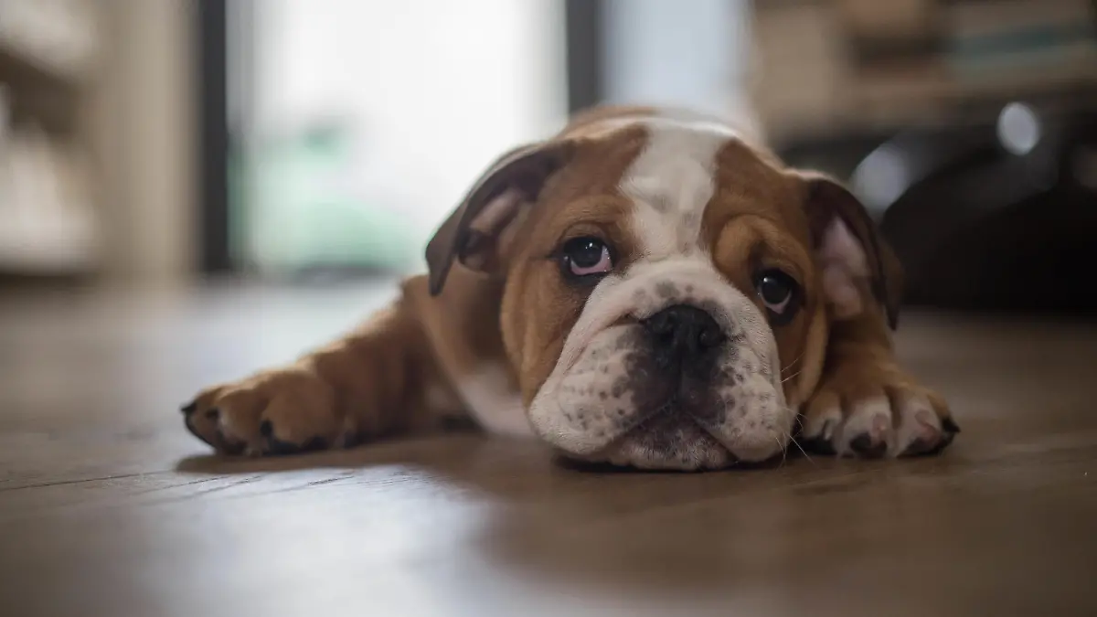 Eine Englische Bulldogge liegt auf dem Boden und schaut mit dem Gesicht in die Kamera.