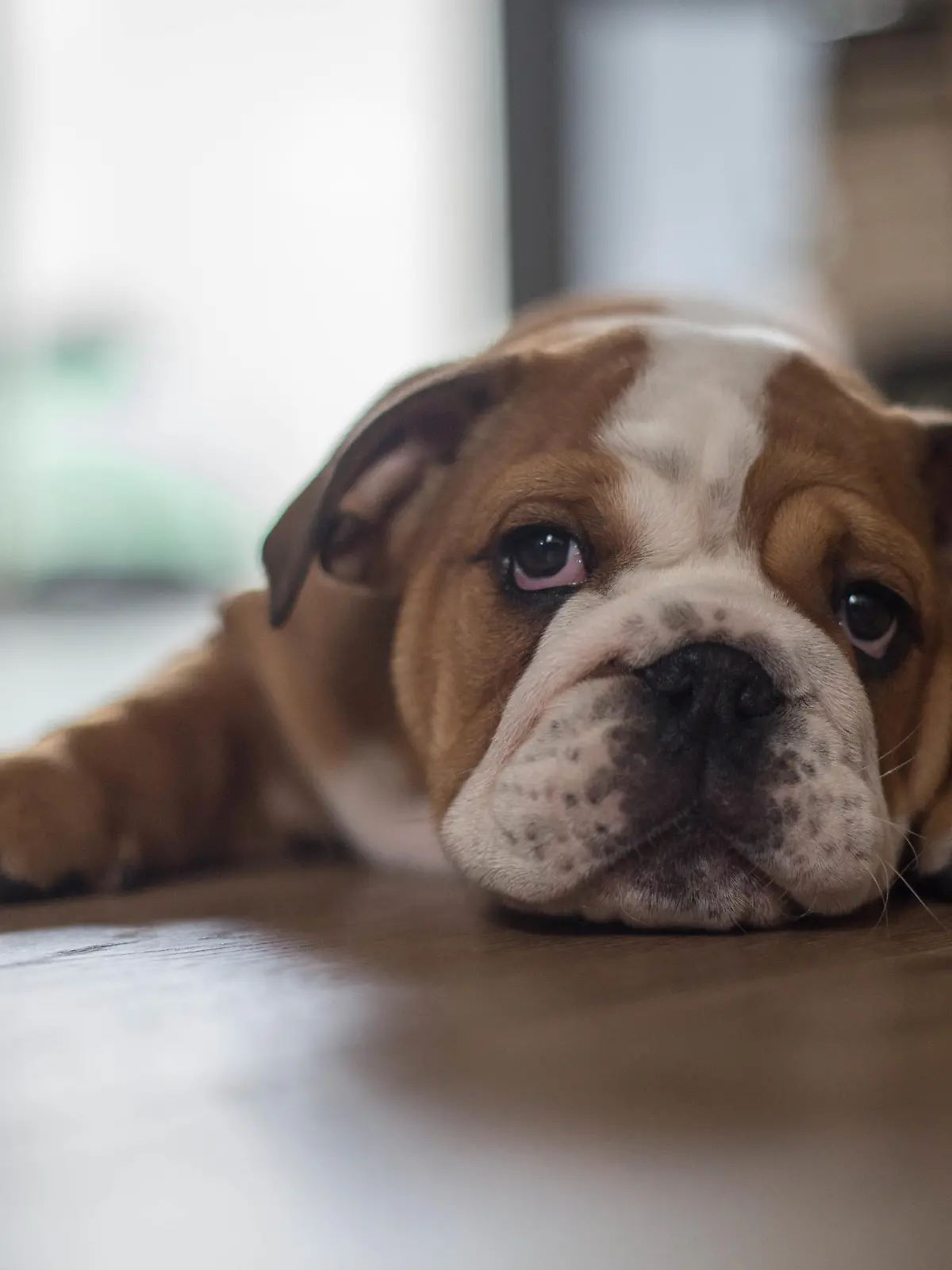 Eine Englische Bulldogge liegt auf dem Boden und schaut mit dem Gesicht in die Kamera.