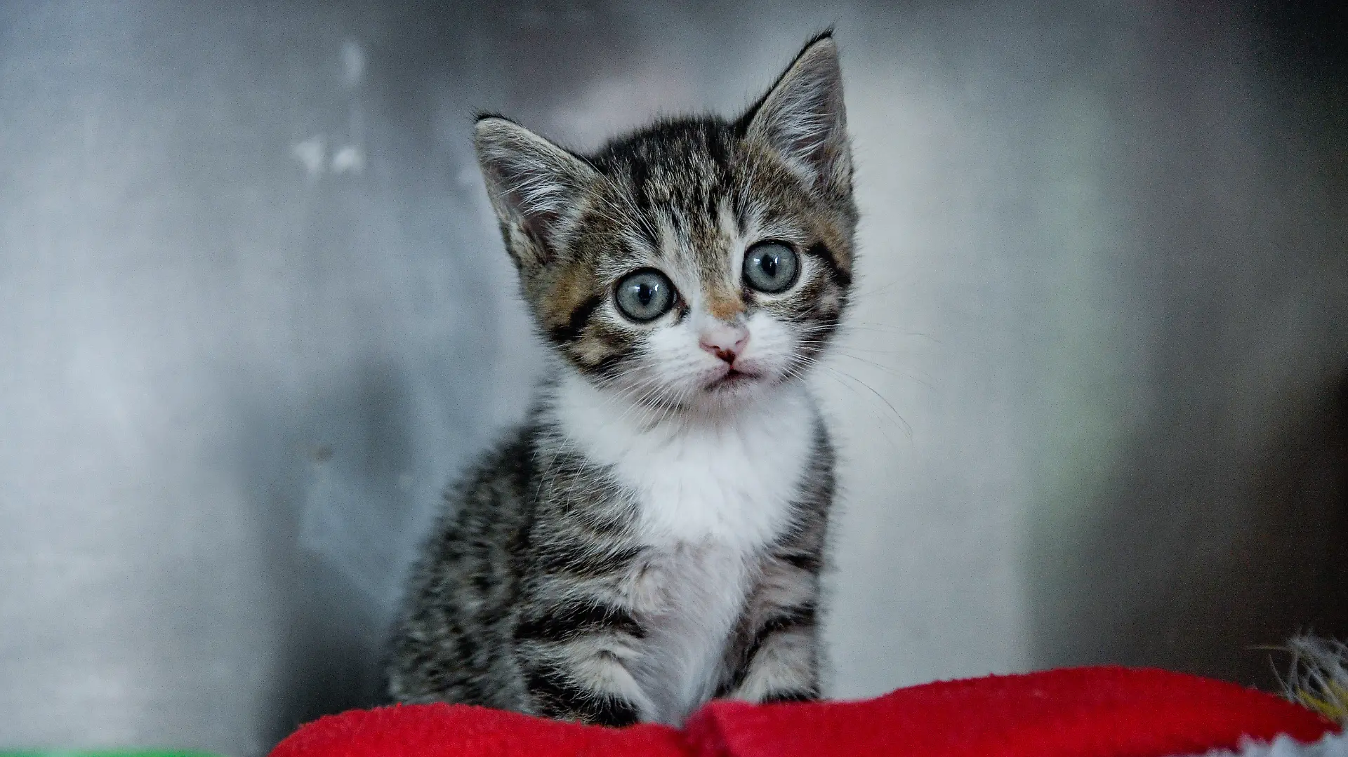 Das Tierheim Dellbrück rettet verklebtes Katzenbaby (Symbolfoto)