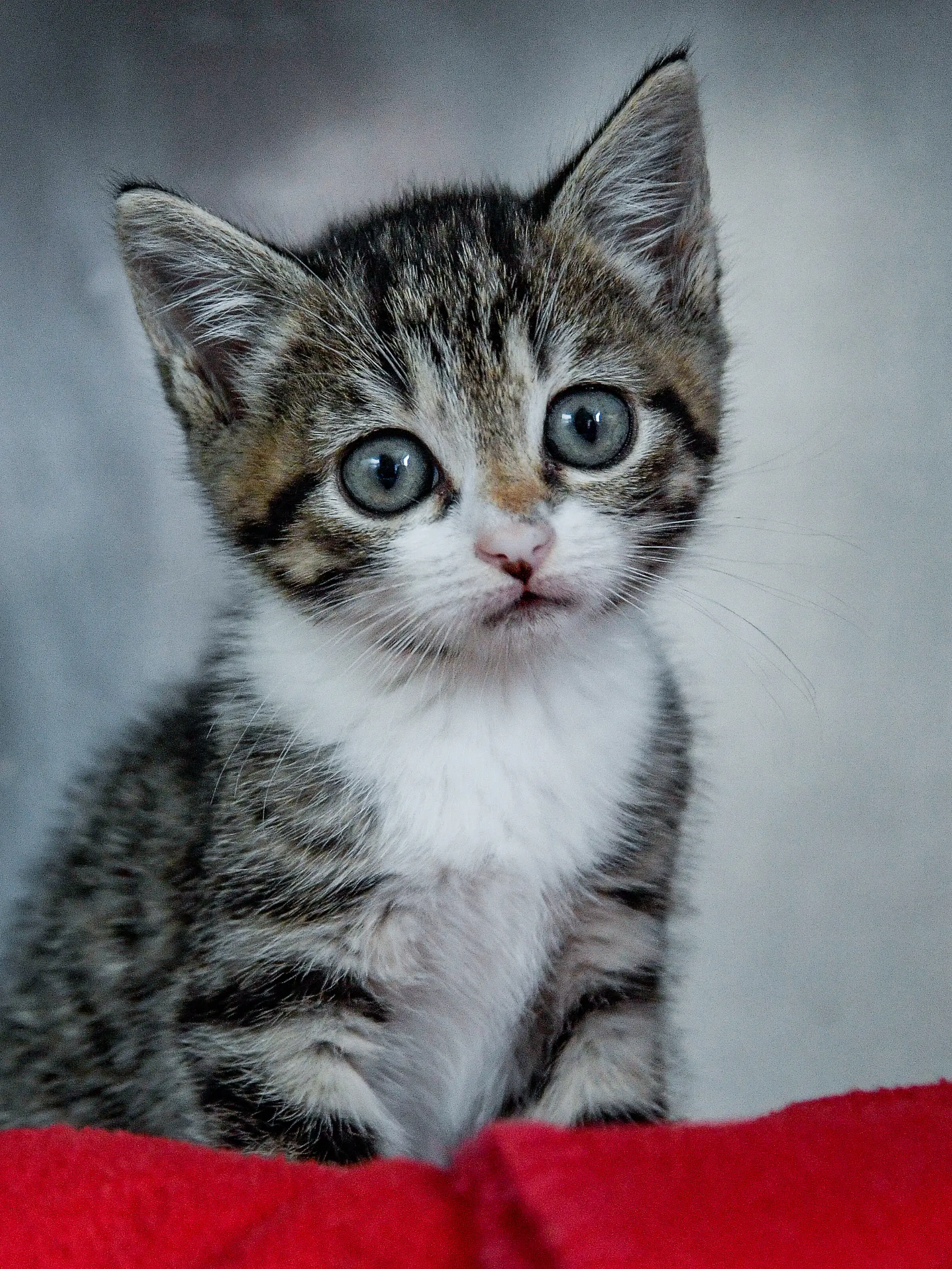 Bild zu: "Katzenbaby Olivia mit Klebstoff beschmiert und ausgesetzt"