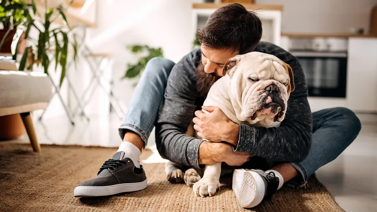 Die Englische Bulldogge gilt als äußerst gutmütiges Tier und ist nicht ohne Grund beliebt. Trotzdem ist der Gesundheitszustand der Hunderasse alarmierend.