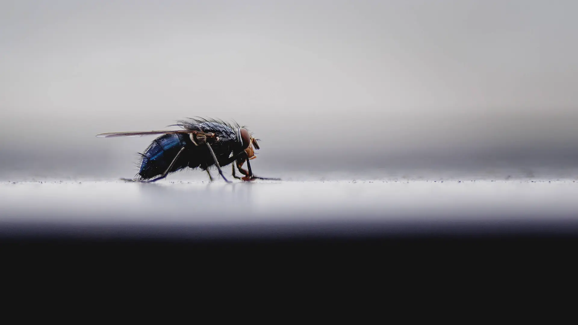 Eine Fliege, aufgenommen