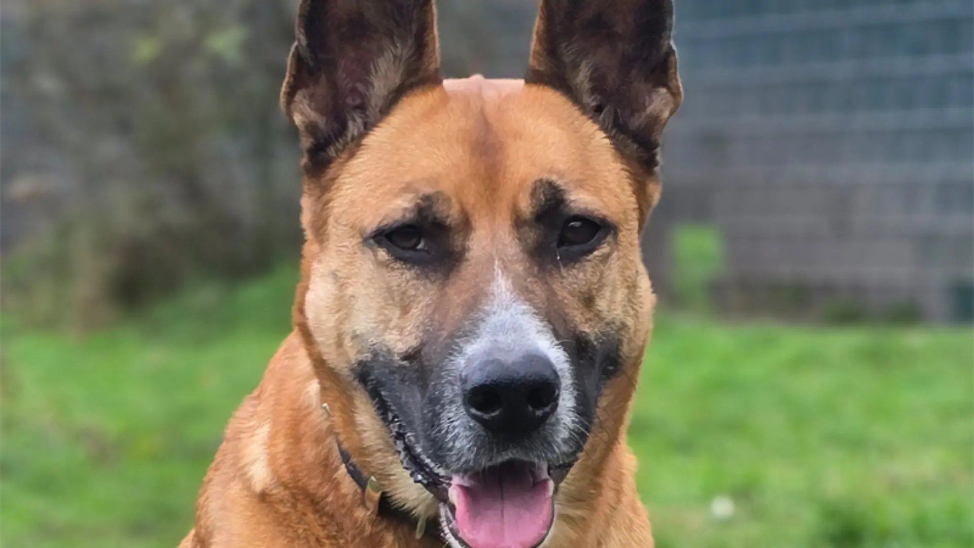 Schäferhund-Mix Ragnar sucht ein neues Zuhause