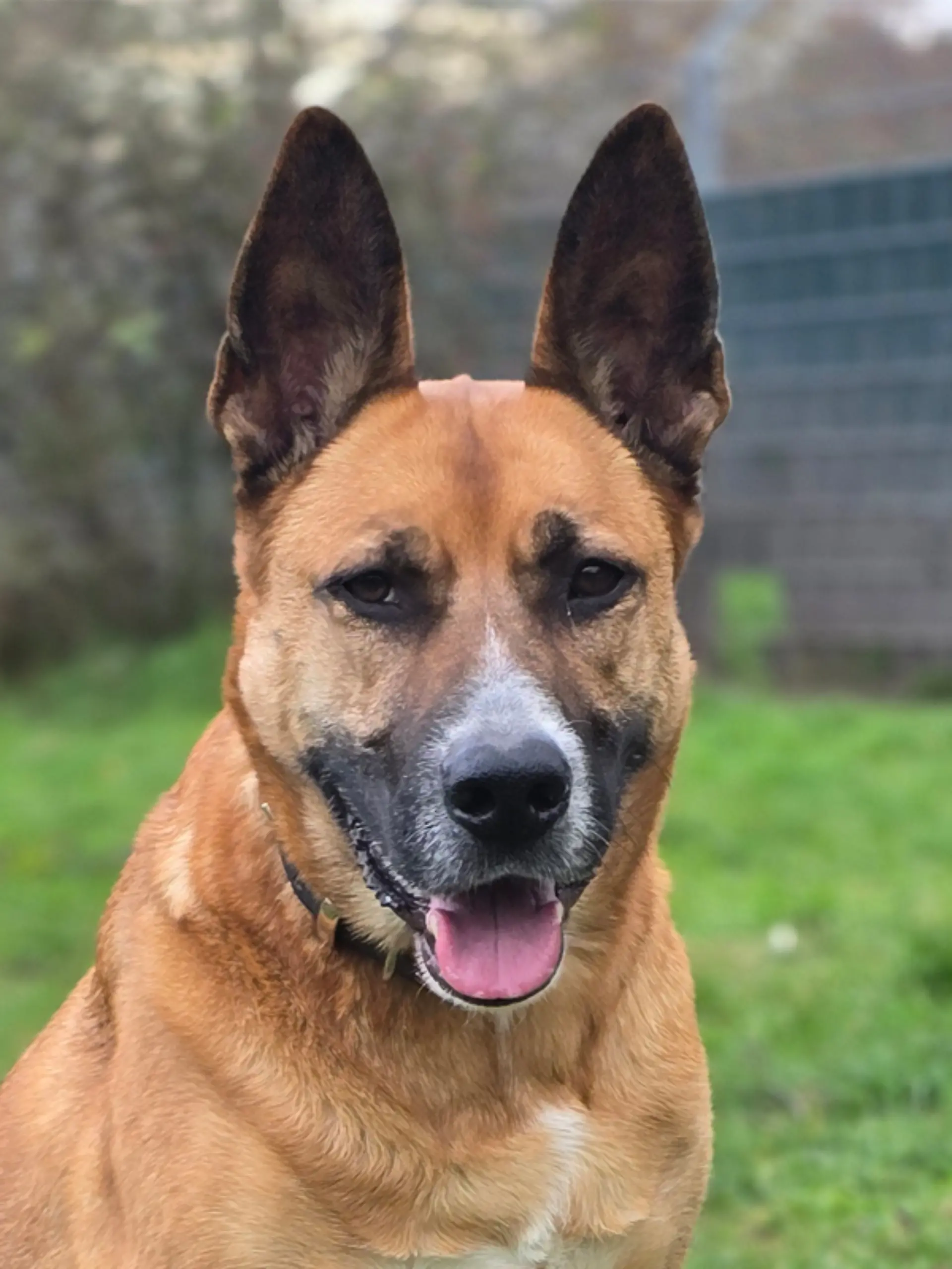 Bild zu: "Polizei findet Schäferhund ganz alleine in einem Treppenhaus"