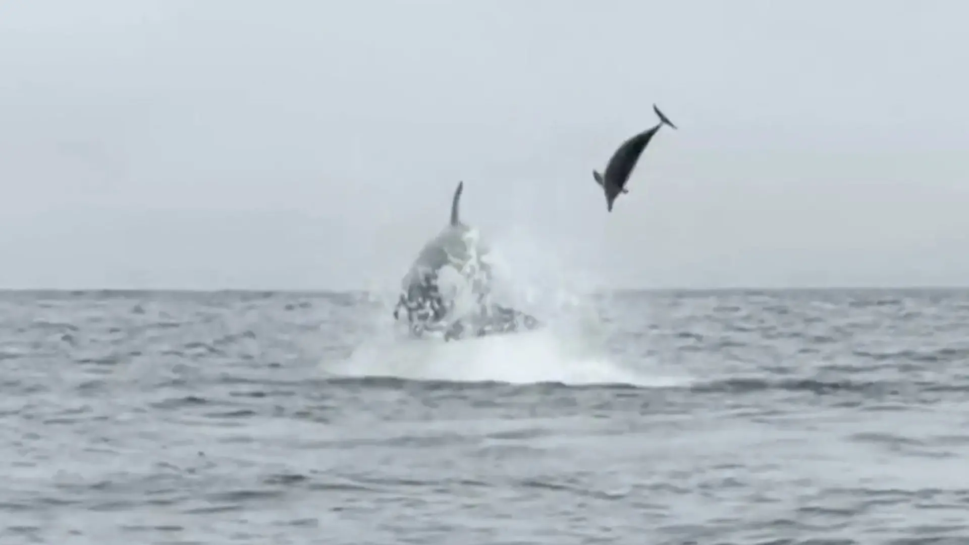 Spektakuläre Jagdszenen! Orcas wirbeln ihre Riesenbeute meterweit durch die Luft Delfine haben keine Chance